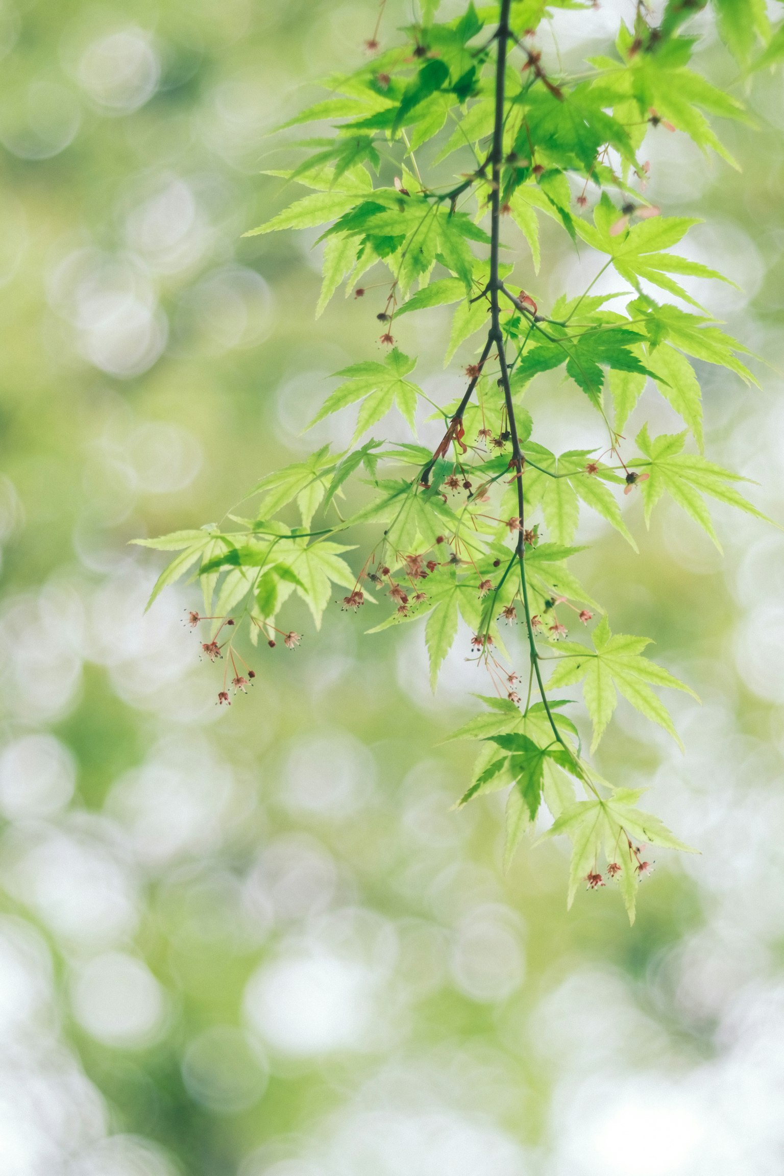 Branch with green leaves blurred in the background