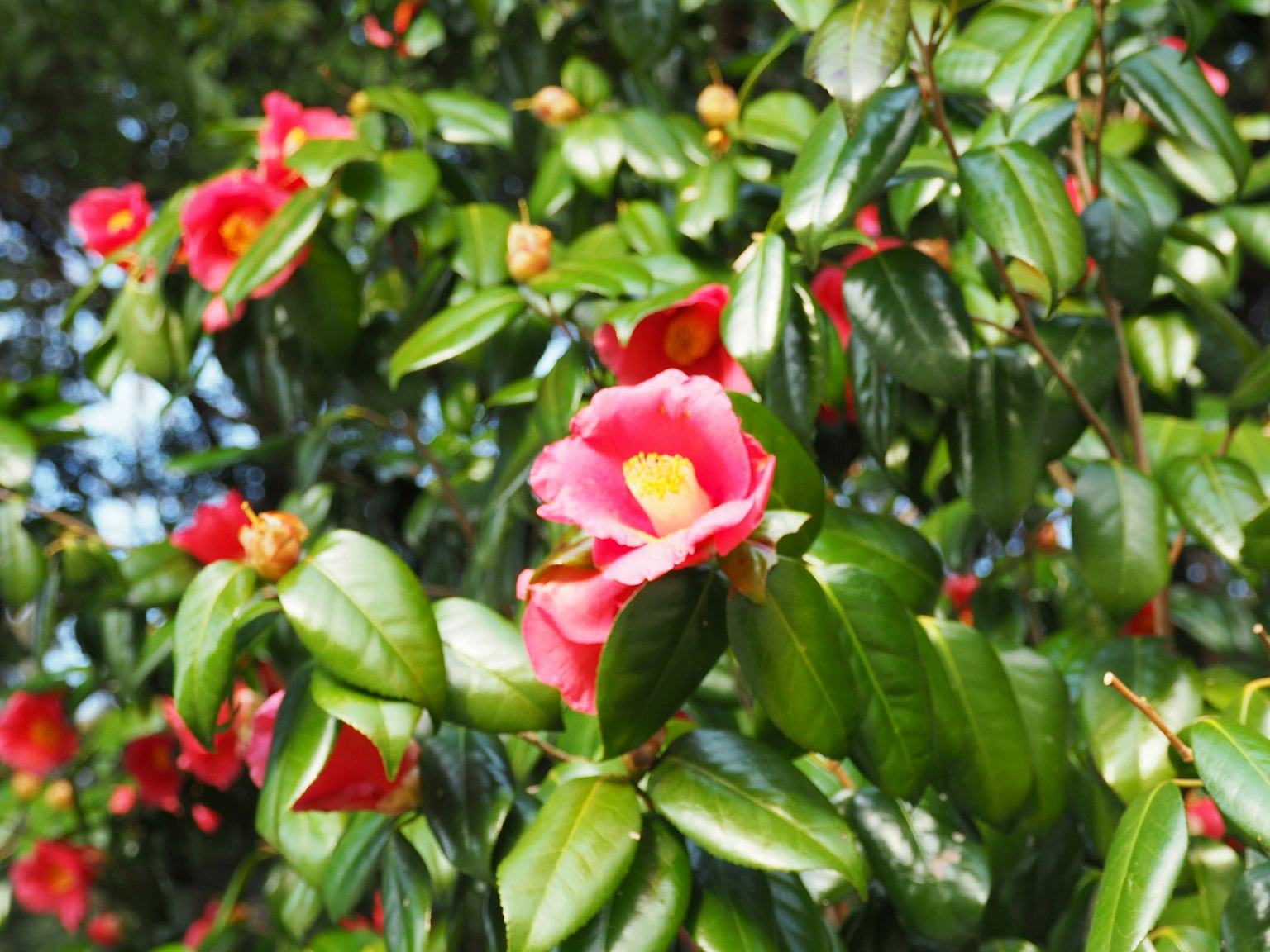 Camellia tree branch with pink flowers surrounded by green leaves