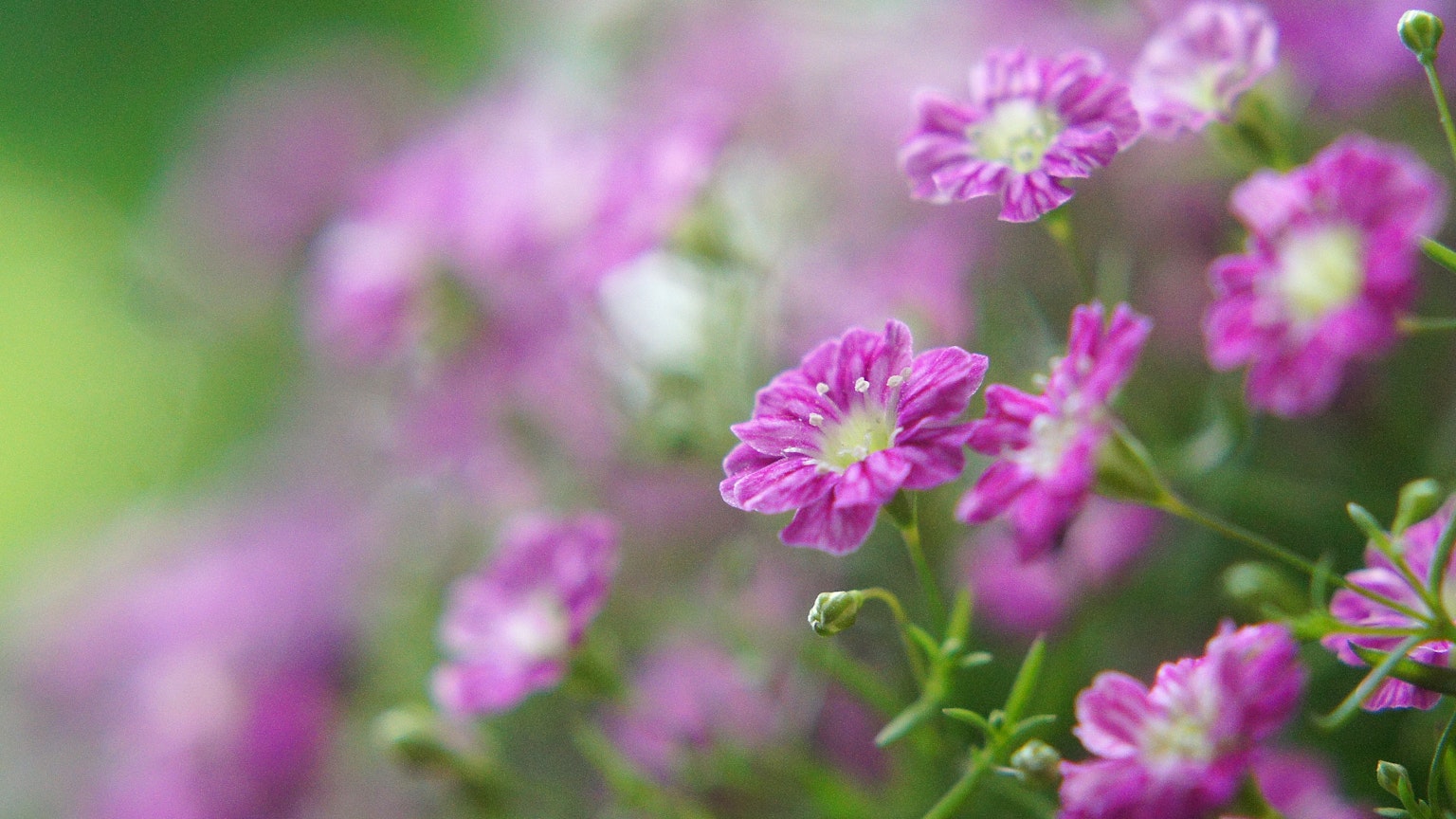 Pequeñas flores moradas vibrantes en un fondo borroso