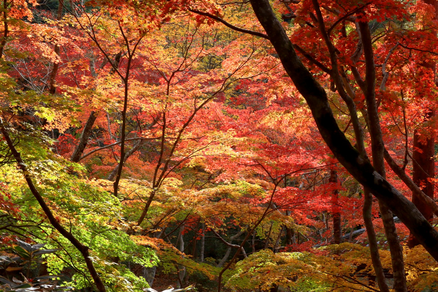 秋季森林風景鮮豔的紅色和綠色樹葉