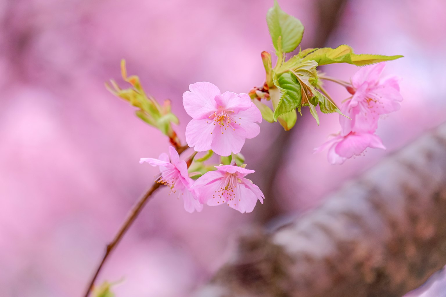 Primo piano di fiori di ciliegio con petali rosa chiaro su un ramo