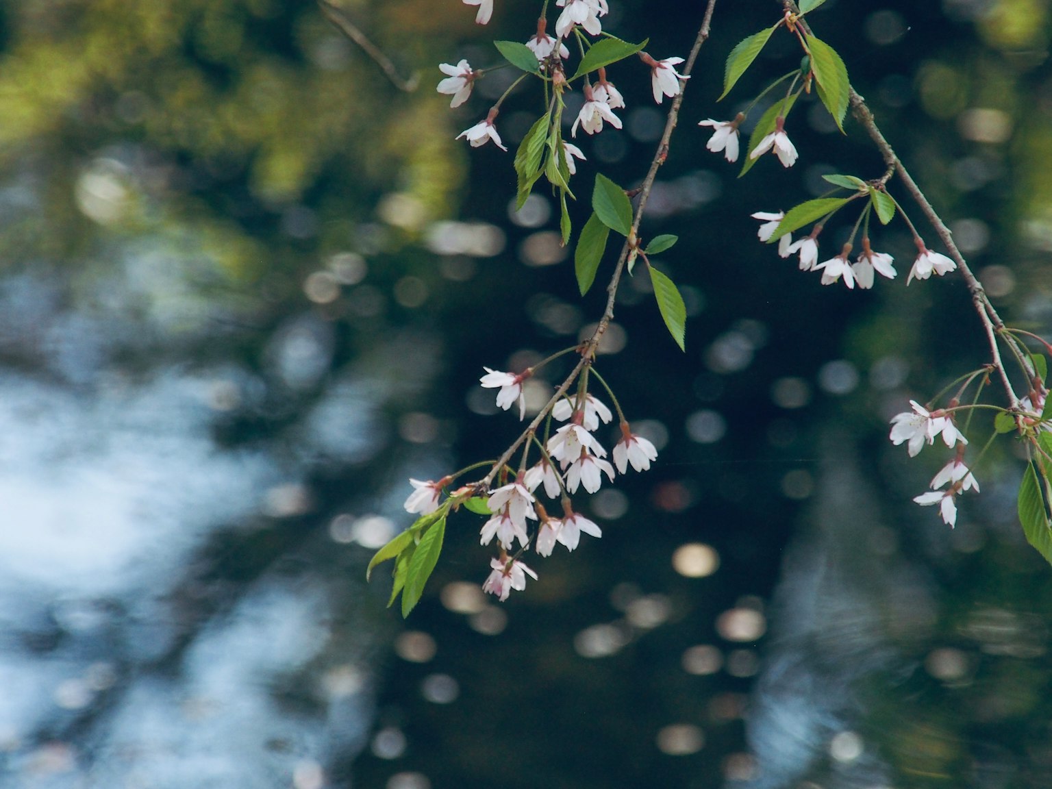 Una hermosa rama de flores de cerezo con hojas verdes reflejándose en la superficie del agua