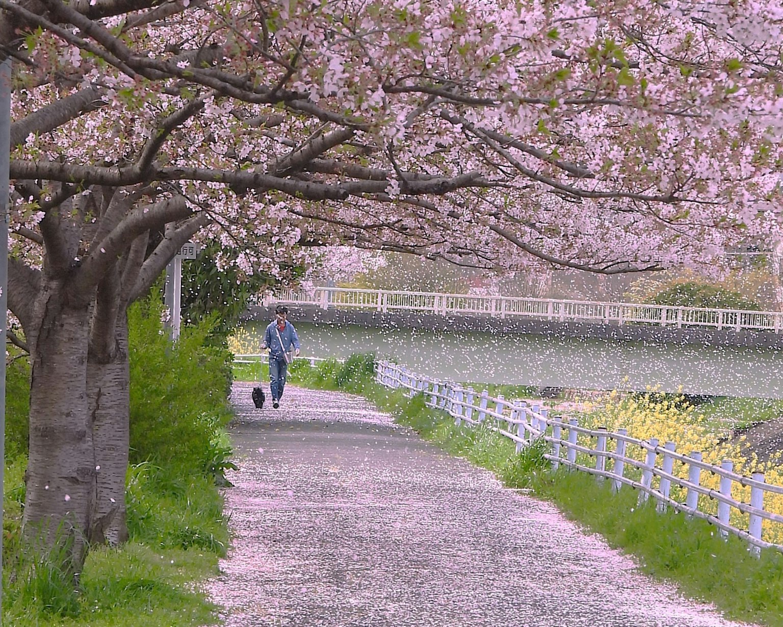 A person walking a dog along a path lined with cherry blossom trees
