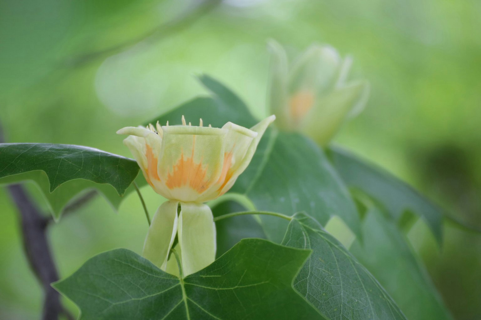 鬱金香樹的花和葉子在綠色背景下
