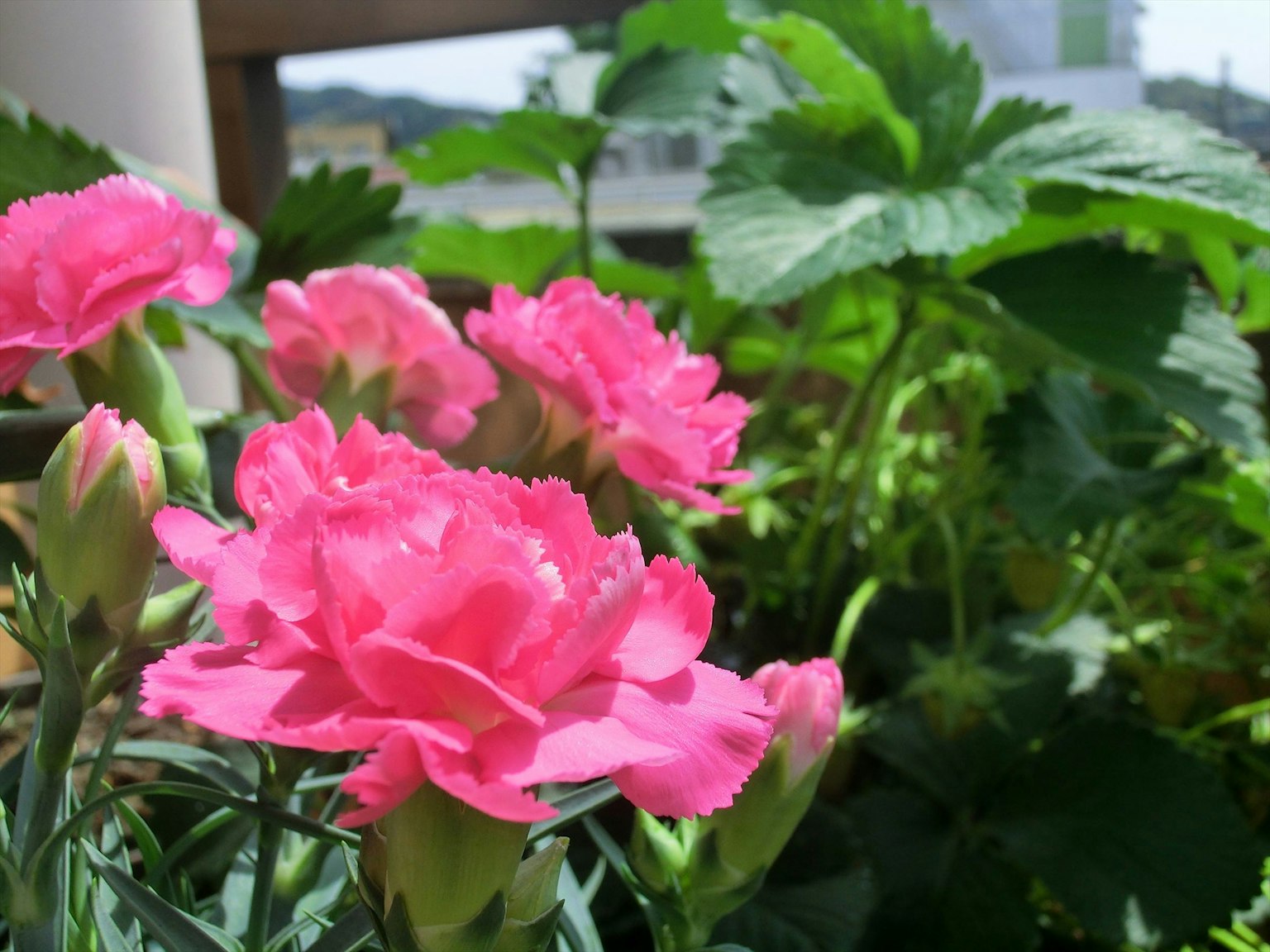 Rosa Nelken mit grünem Laub in einer Gartenumgebung