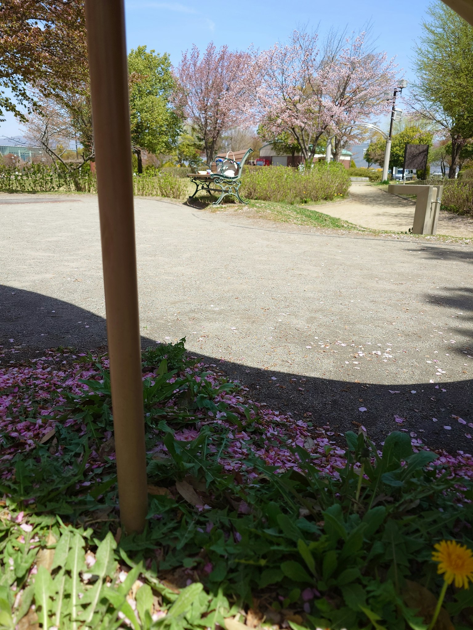 Scene of a park with flower petals and green grass featuring cherry blossom trees in the distance
