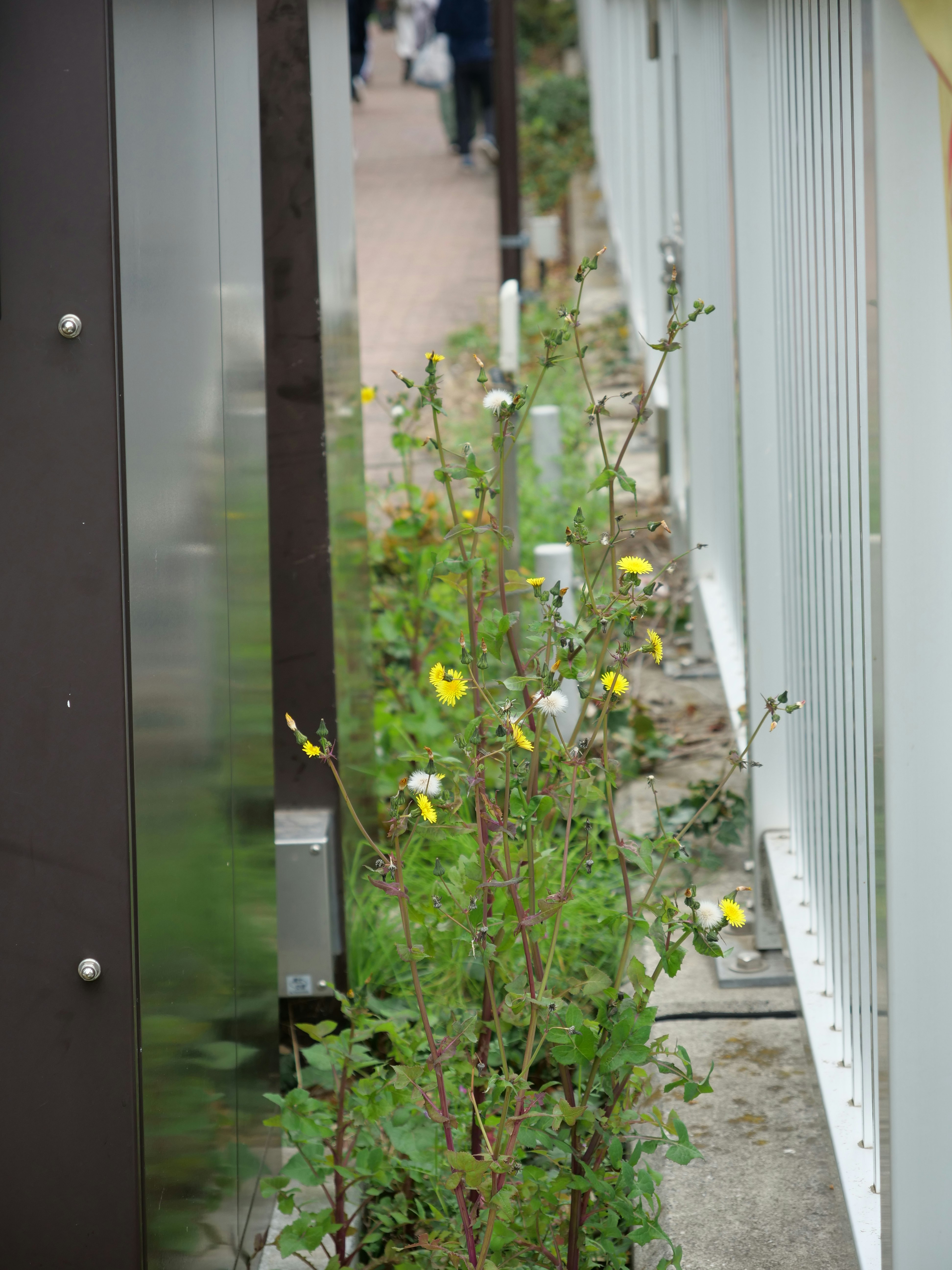 フェンスの隙間に咲くノゲシの花