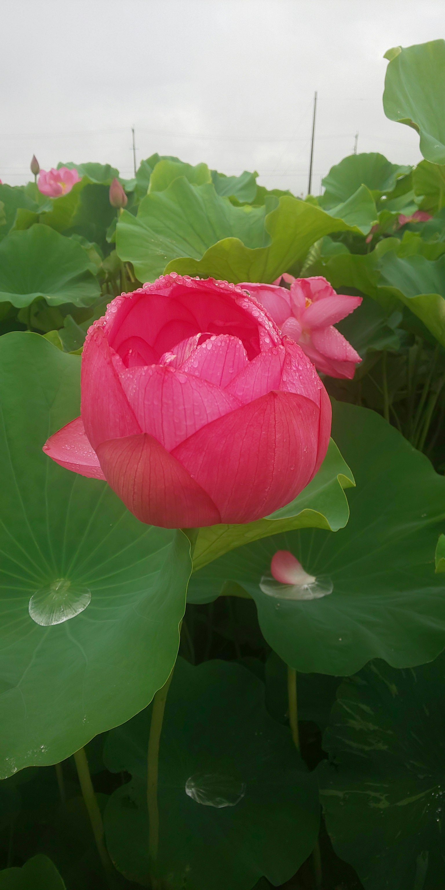Bellissimo fiore di loto rosa circondato da foglie verdi