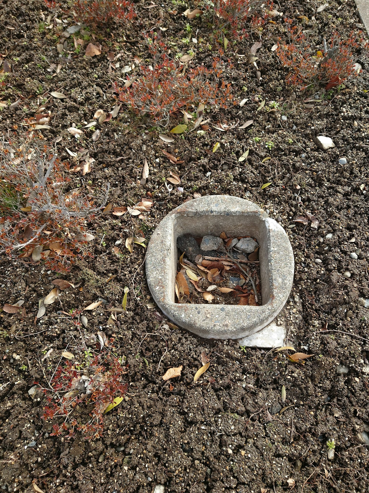 Square concrete structure embedded in the ground surrounded by small plants and stones