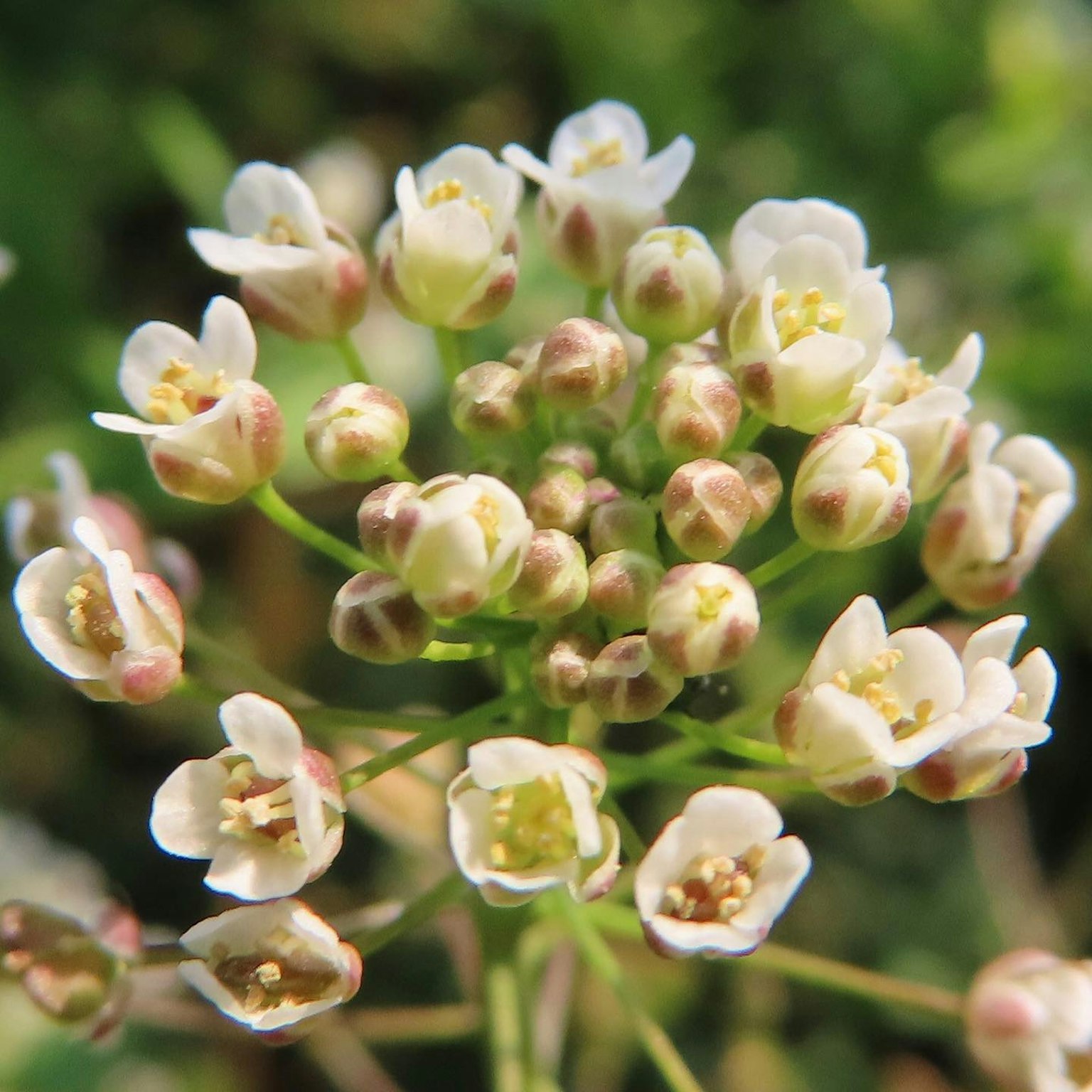 Gros plan d'une plante avec des grappes de petites fleurs blanches et des boutons