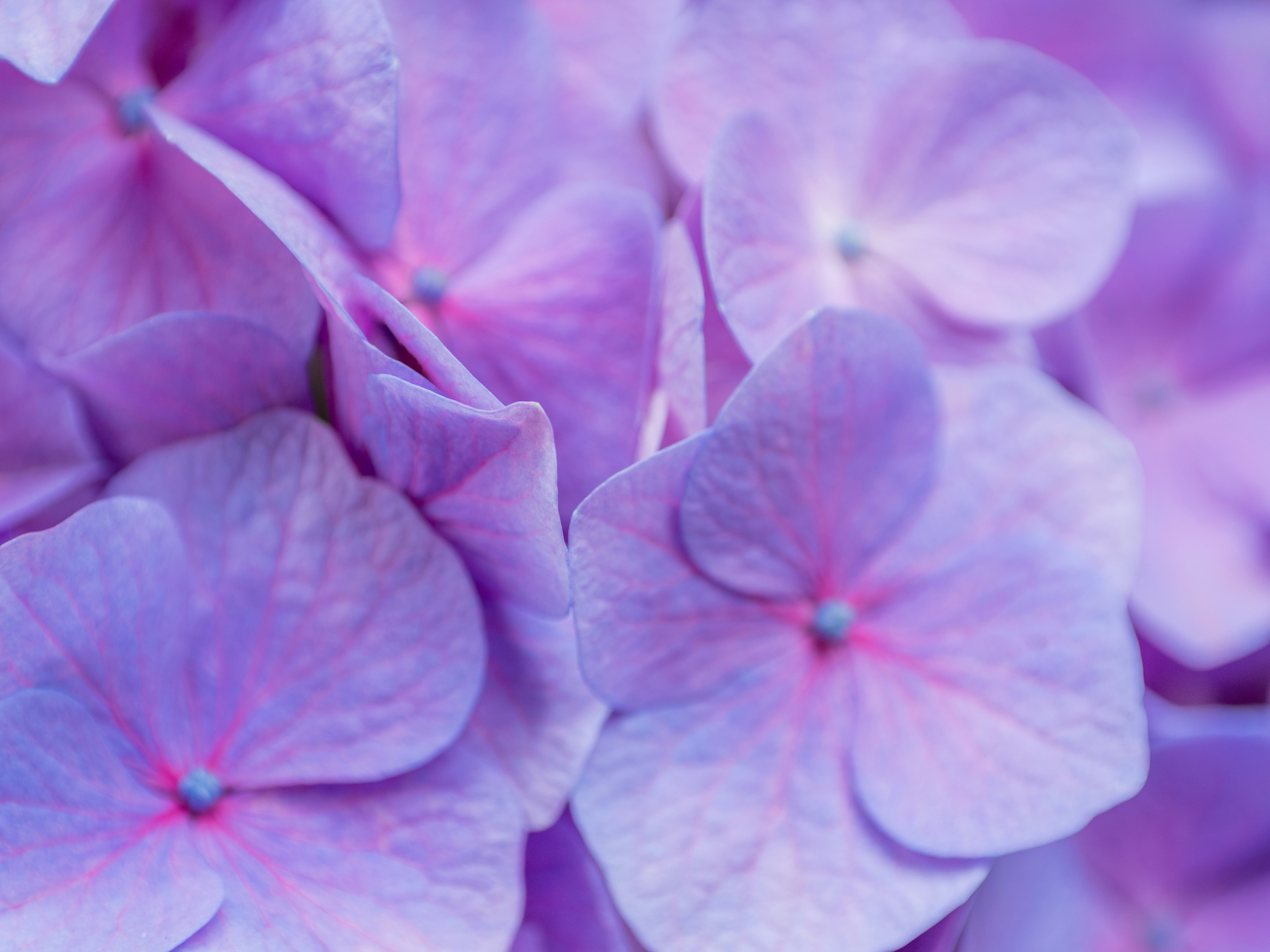 紫のアジサイの花びらが重なるマクロ画像
