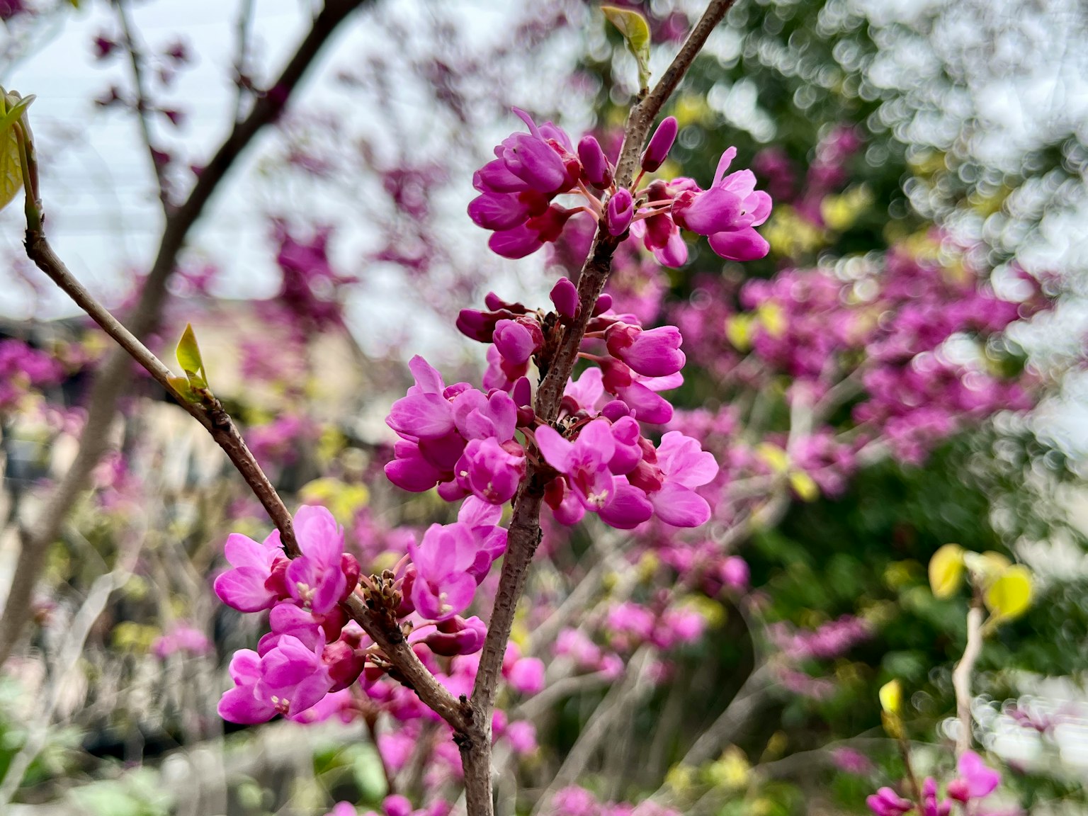 鮮豔粉紅花朵和綠色葉子的樹枝特寫背景