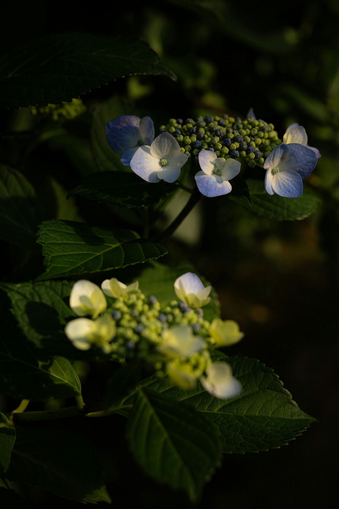 紫陽花の花とつぼみが重なる暗い背景のマクロ
