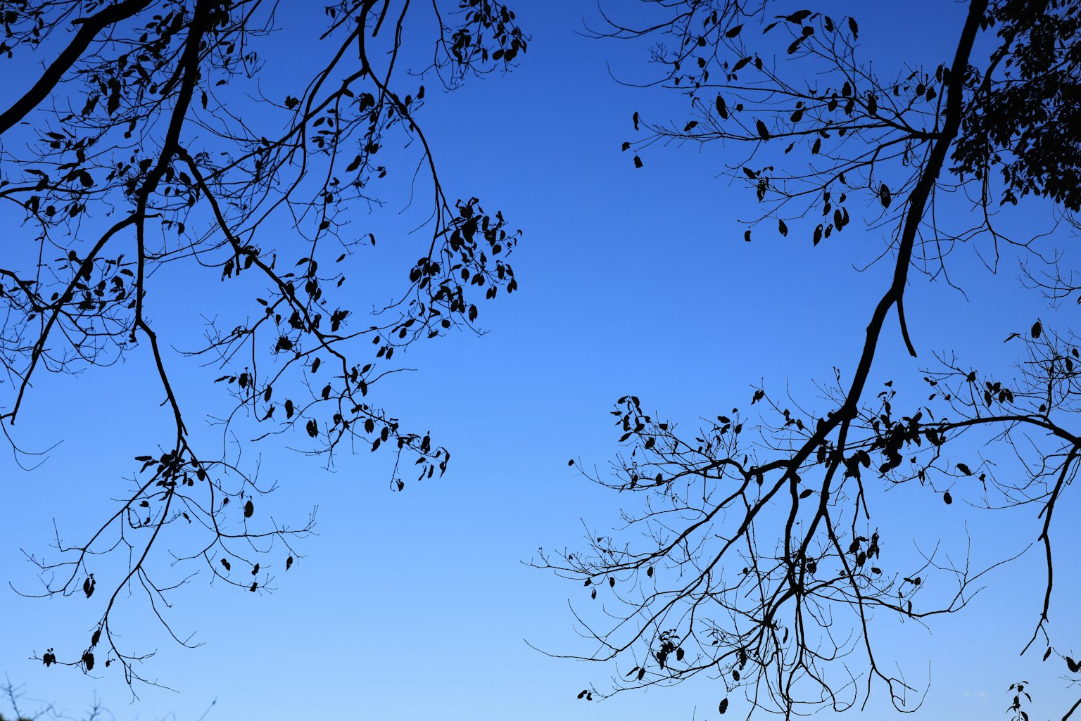 Silhouette di rami e foglie di albero contro un cielo blu
