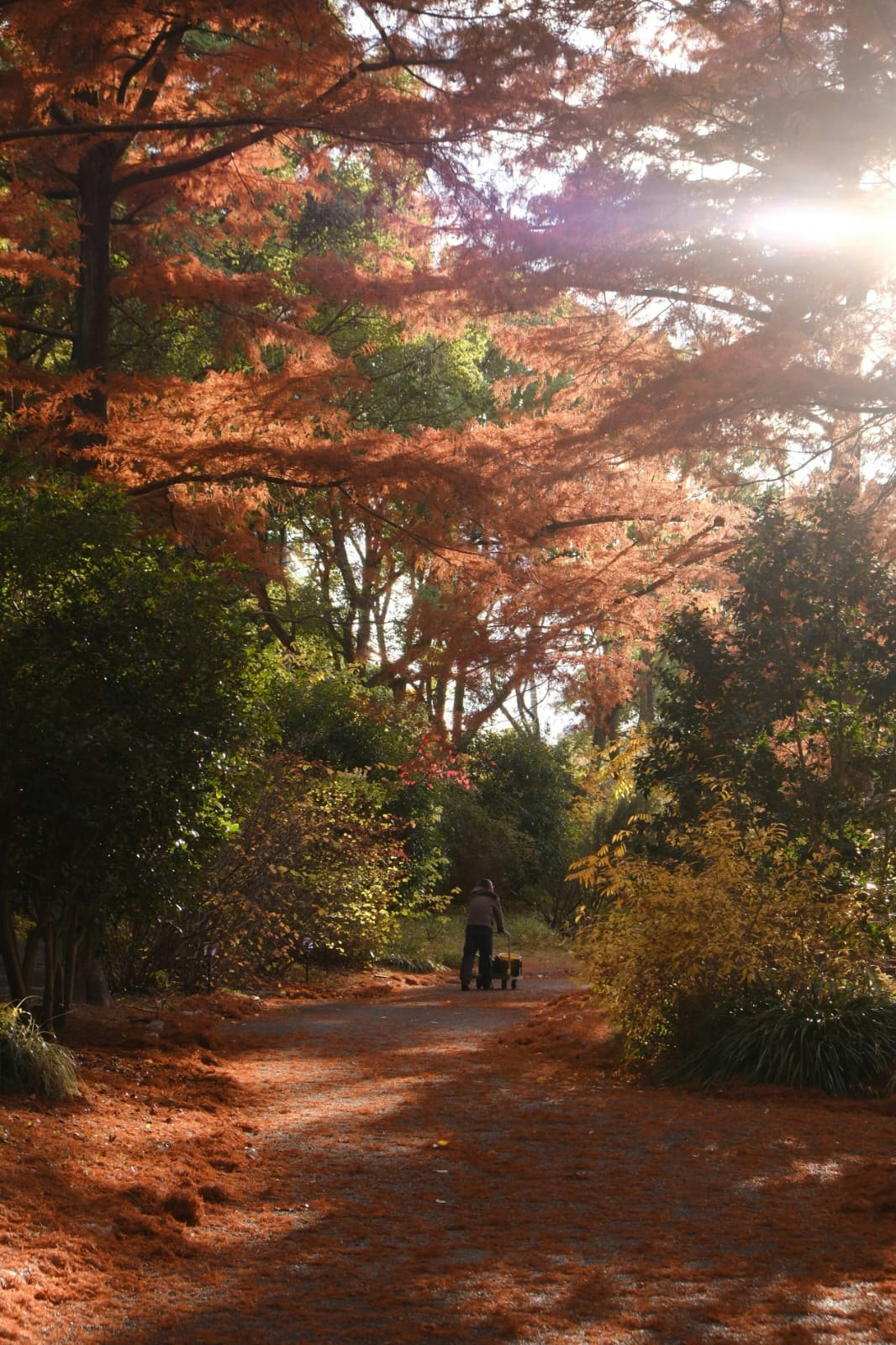 紅葉の並木道を歩く人と木漏れ日のある秋の小径