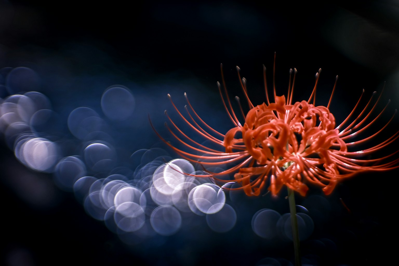 Sebuah bunga lili laba-laba merah yang mencolok di latar belakang gelap dengan efek bokeh