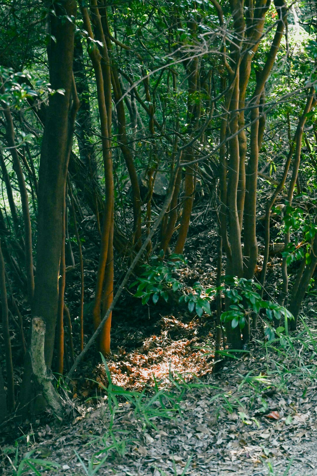 竹林小徑旁的綠色自然
