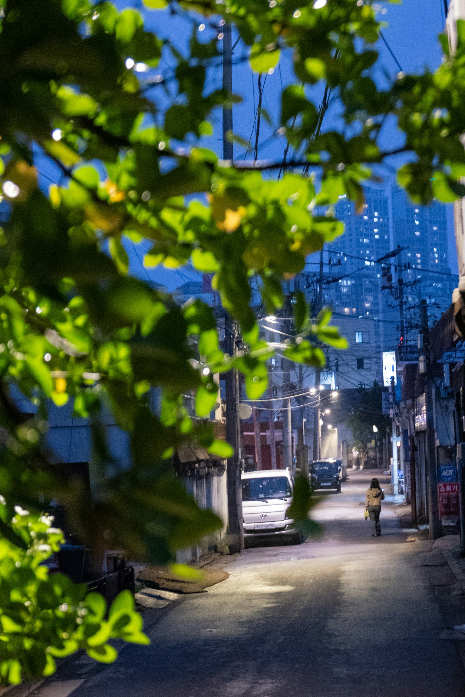 Pemandangan jalan malam dengan daun hijau dan lampu jalan