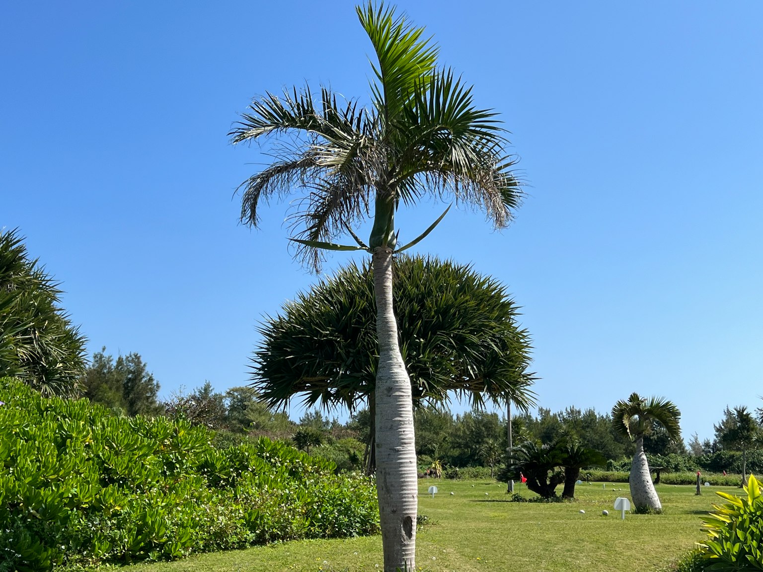 Ein einzigartiger Palmbaum unter einem blauen Himmel mit üppigem grünem Gras