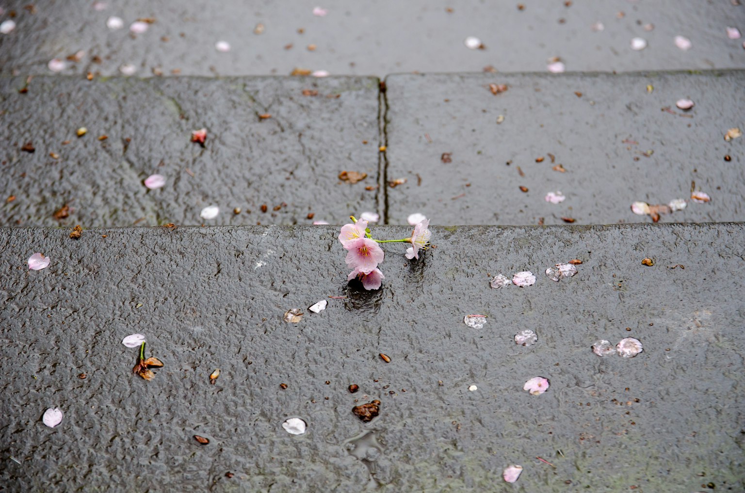 Petal dan bunga kecil berserakan di atas trotoar batu basah