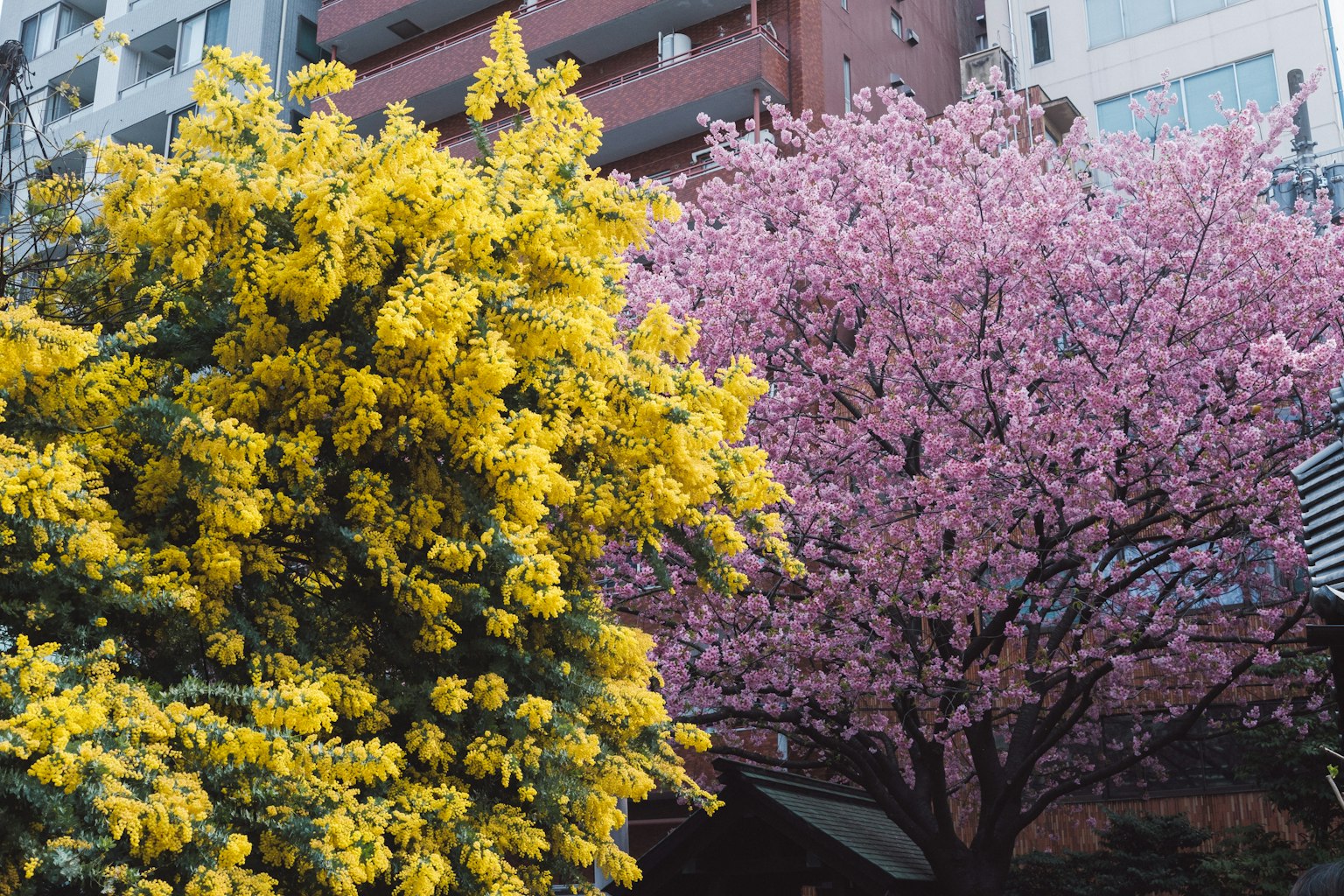 Städtische Szene mit einem gelben blühenden Baum und einem rosa Kirschbaum