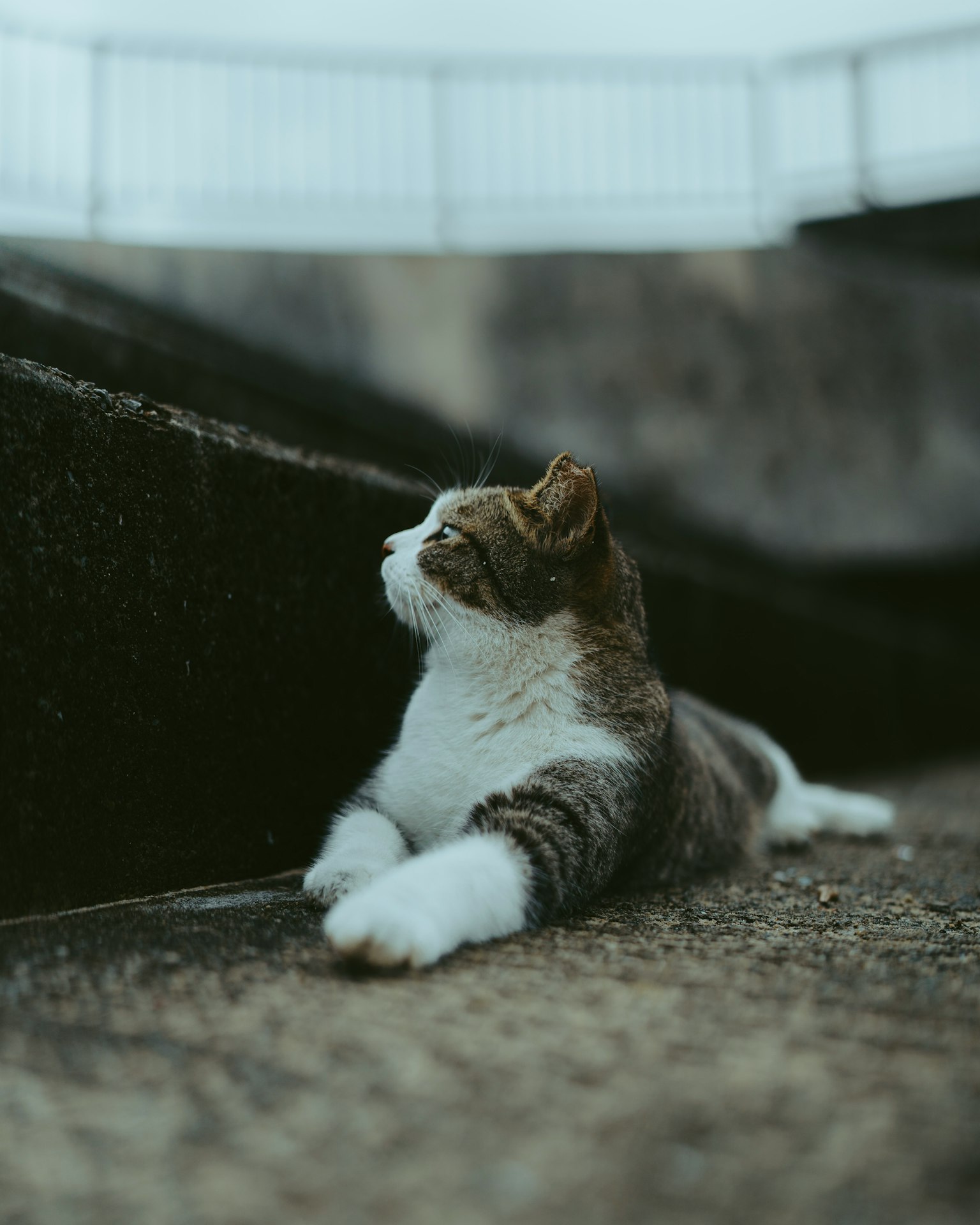 一只猫在表面上放松地躺着
