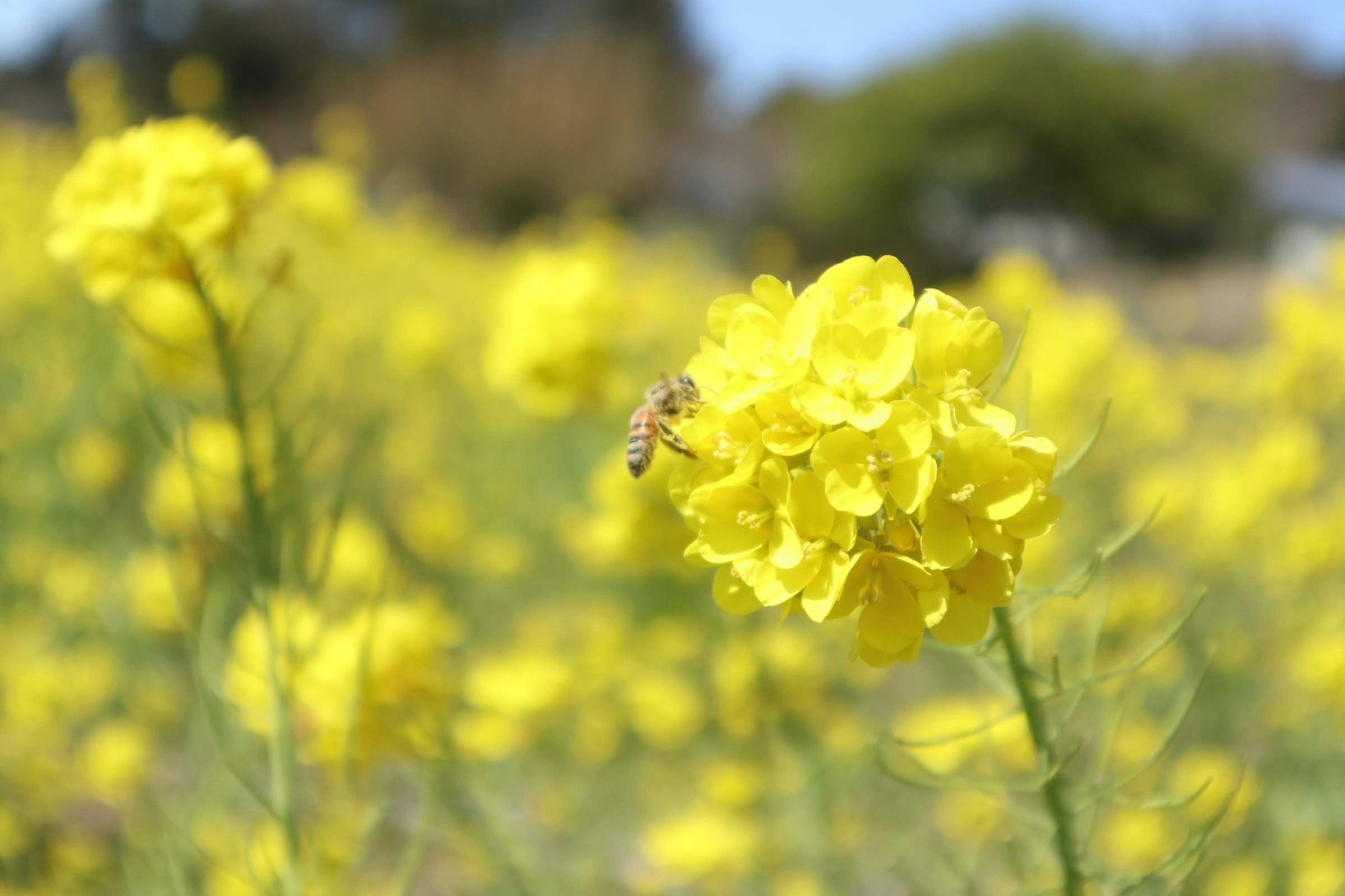 菜の花の黄色い花と蜜蜂が飛ぶ野原