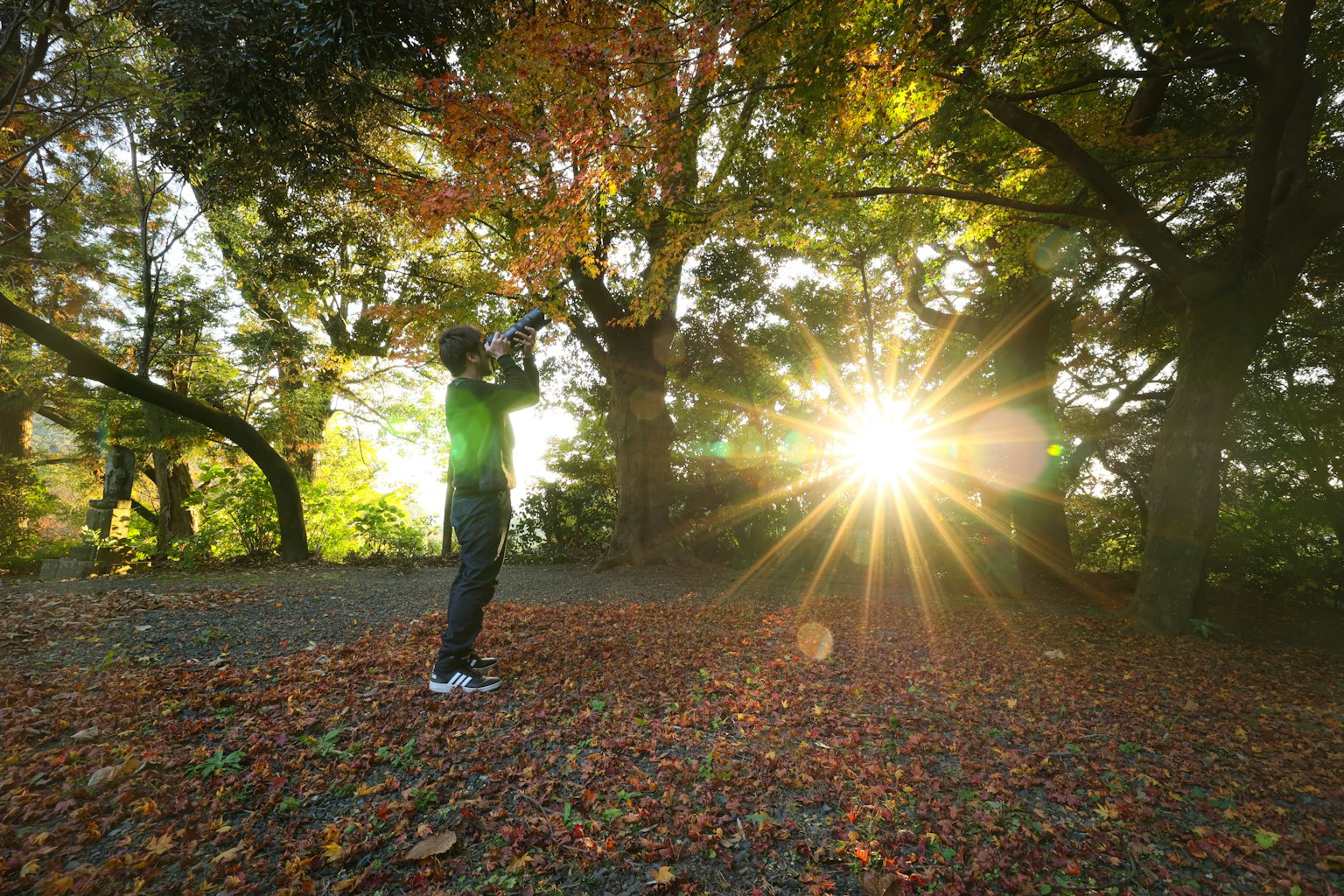 Persona de pie entre árboles de otoño con luz solar