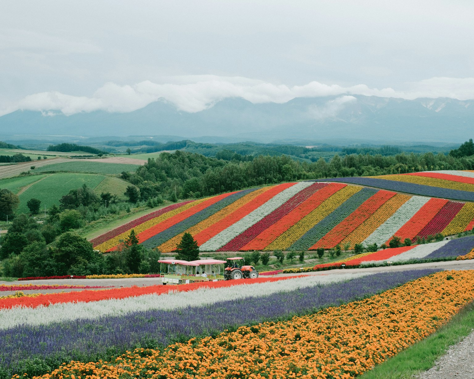 ทุ่งดอกไม้ที่มีสีสันสดใสพร้อมภูเขาในระยะไกล