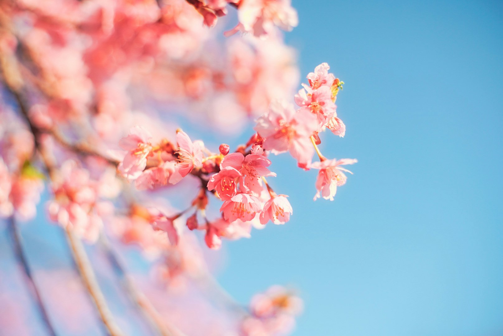 primo piano di fiori rosa su un ramo