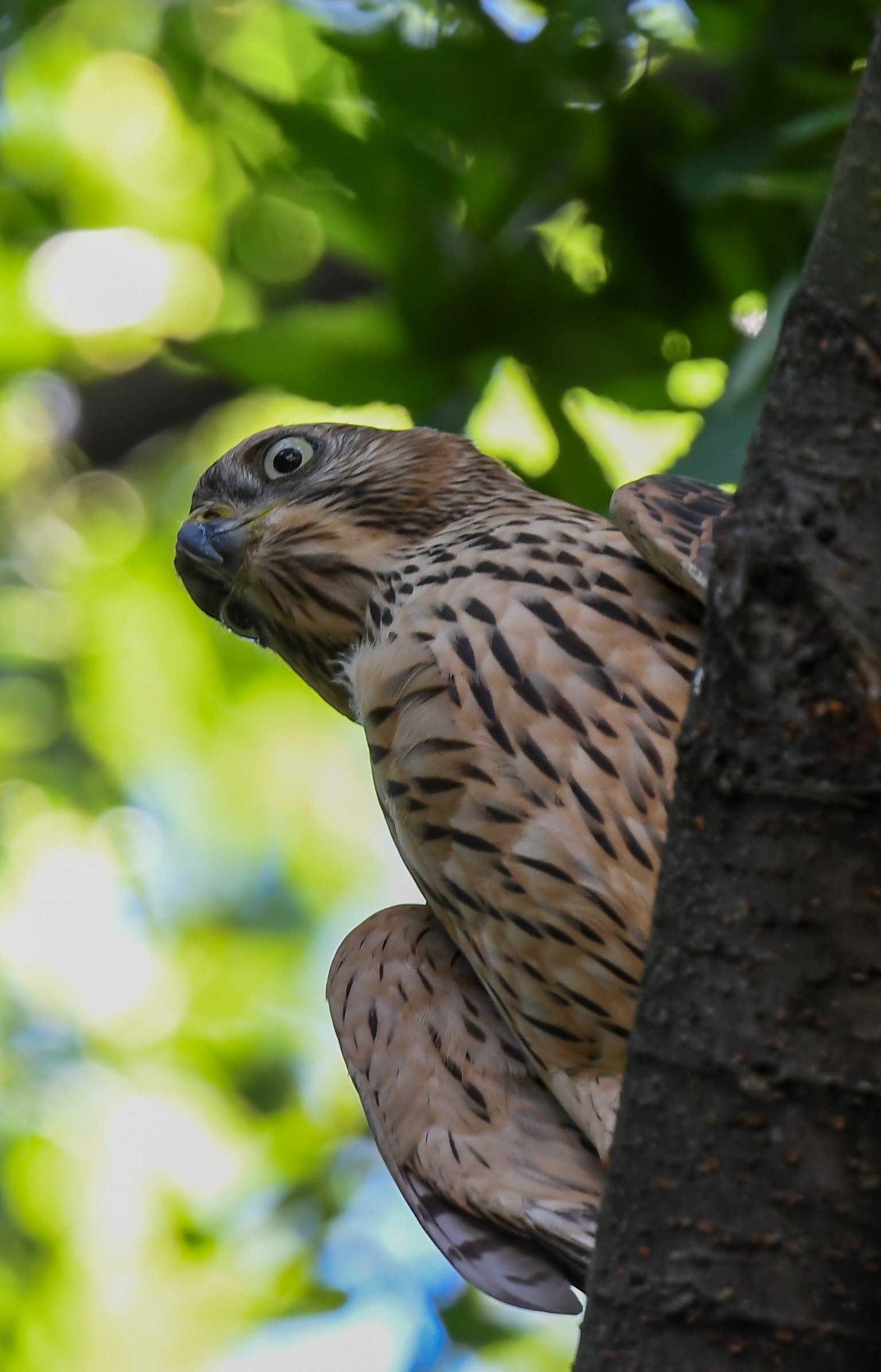 木の幹に止まる鳥のクローズアップ 鳥は茶色と黒の斑点模様を持ち 緑の葉に囲まれている