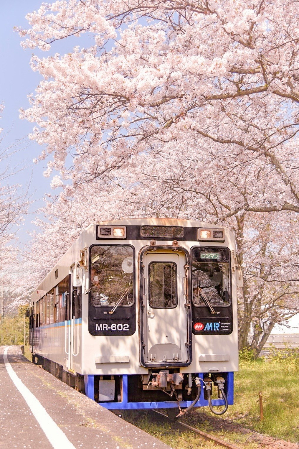 桜並木の下を走る電車