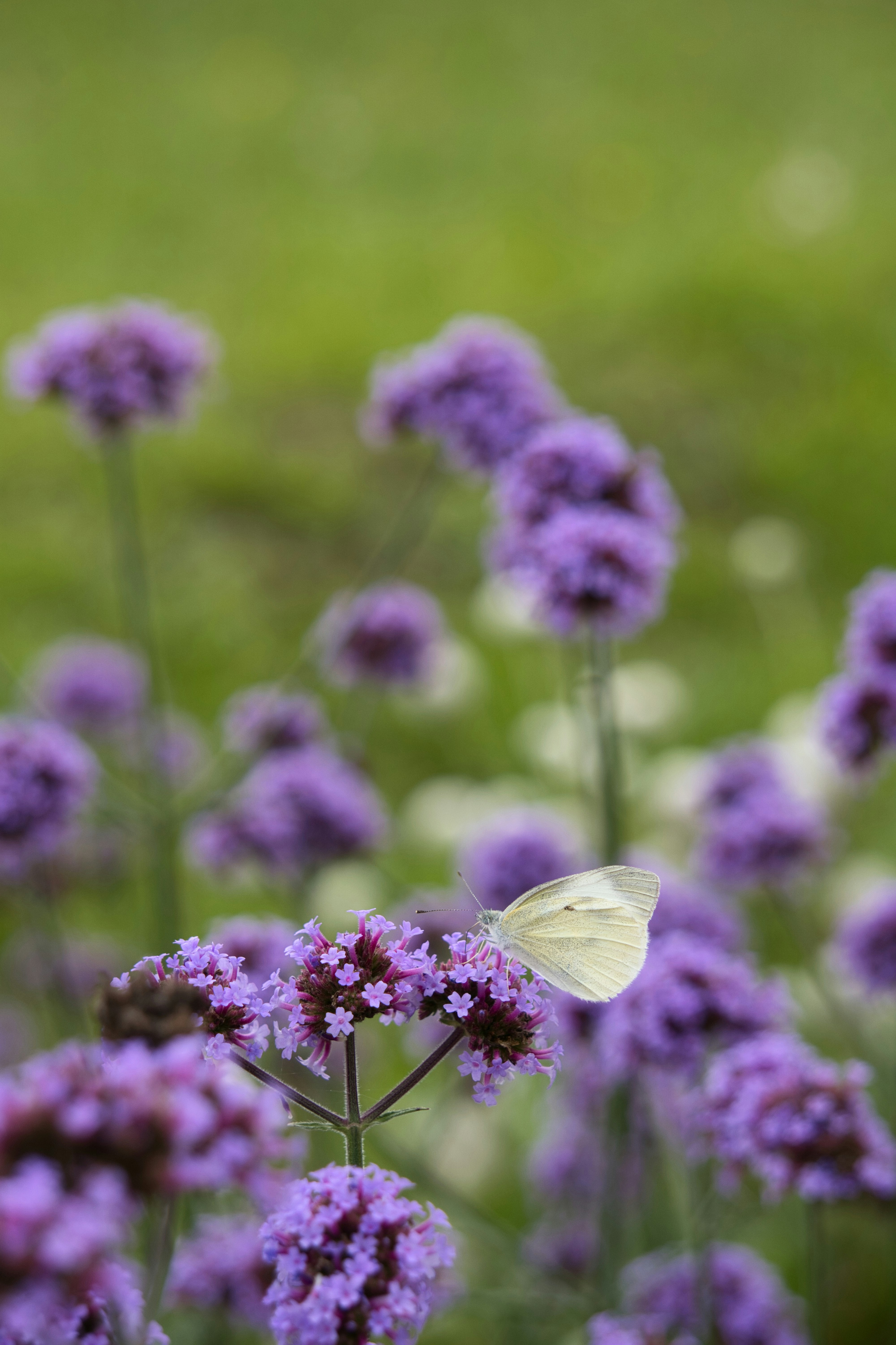 mariposa revoloteando entre flores moradas