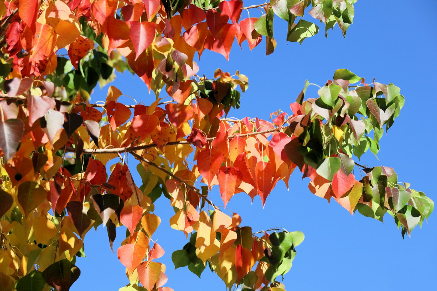 Gros plan sur des feuilles colorées sous un ciel bleu