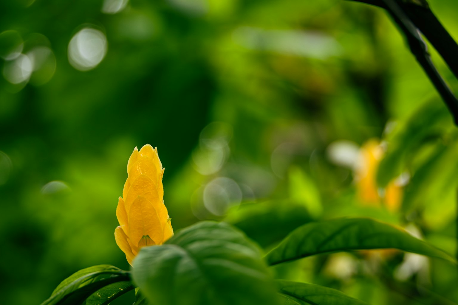 Yellow flower bud emerging among green leaves