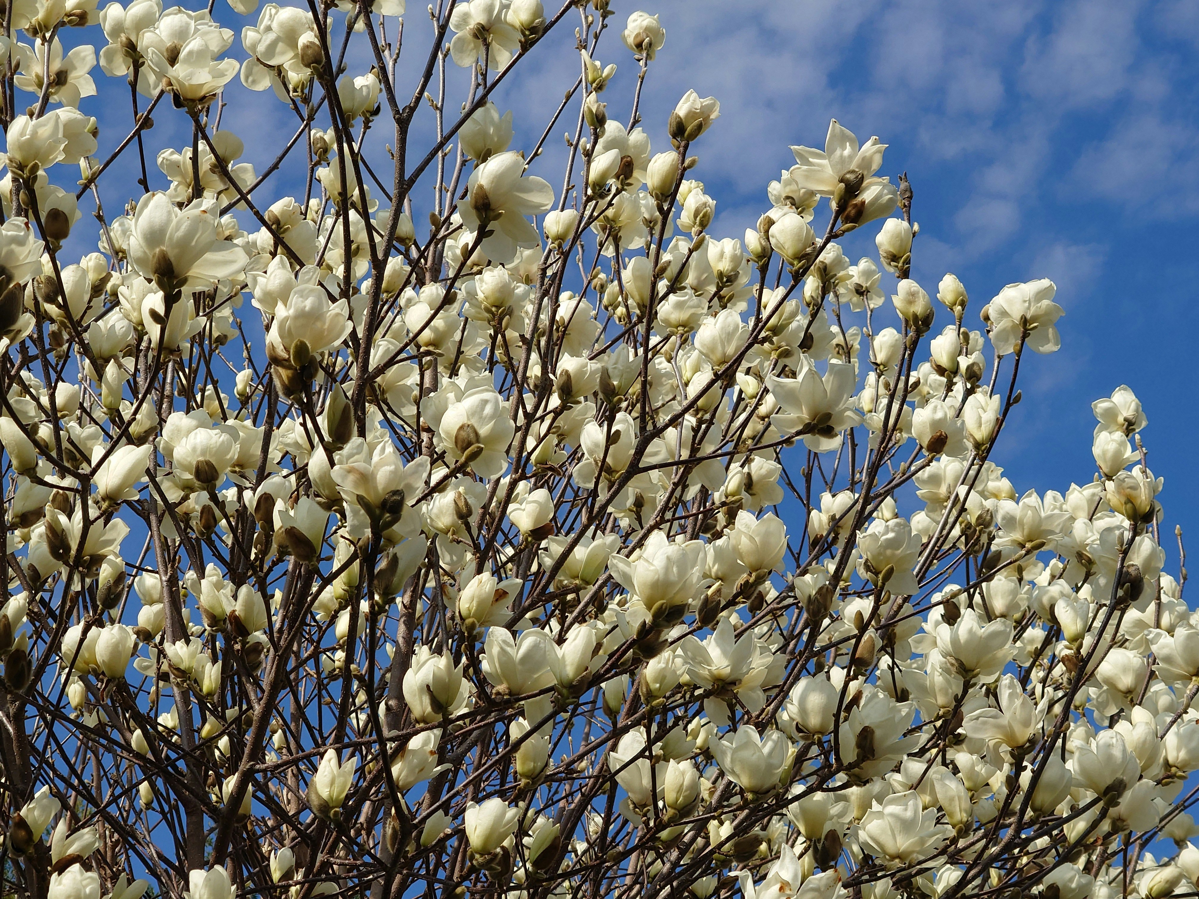 Fleurs de magnolia blanches sur des branches contre un ciel bleu