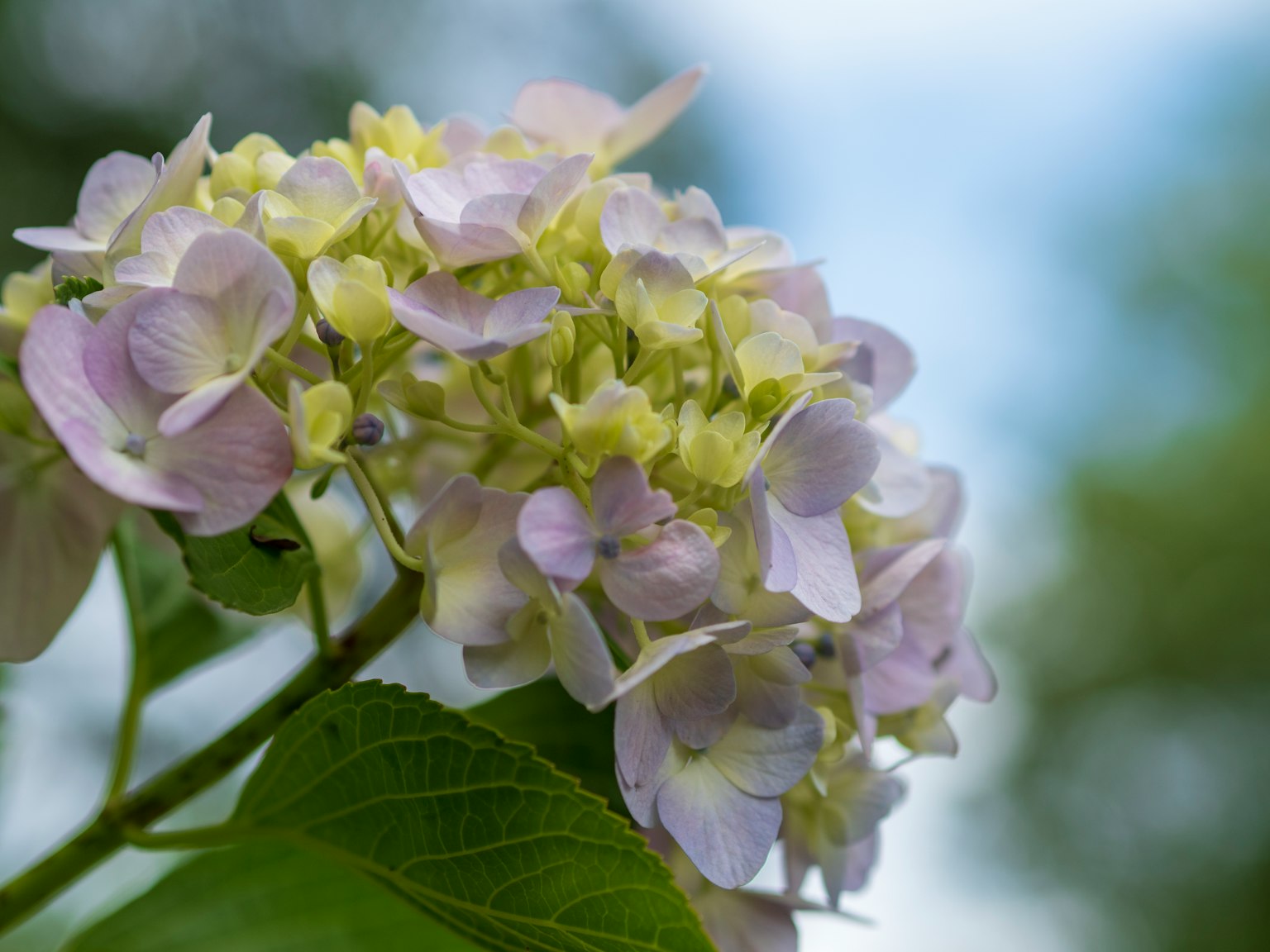 Nahaufnahme von blassen lila Hortensienblüten