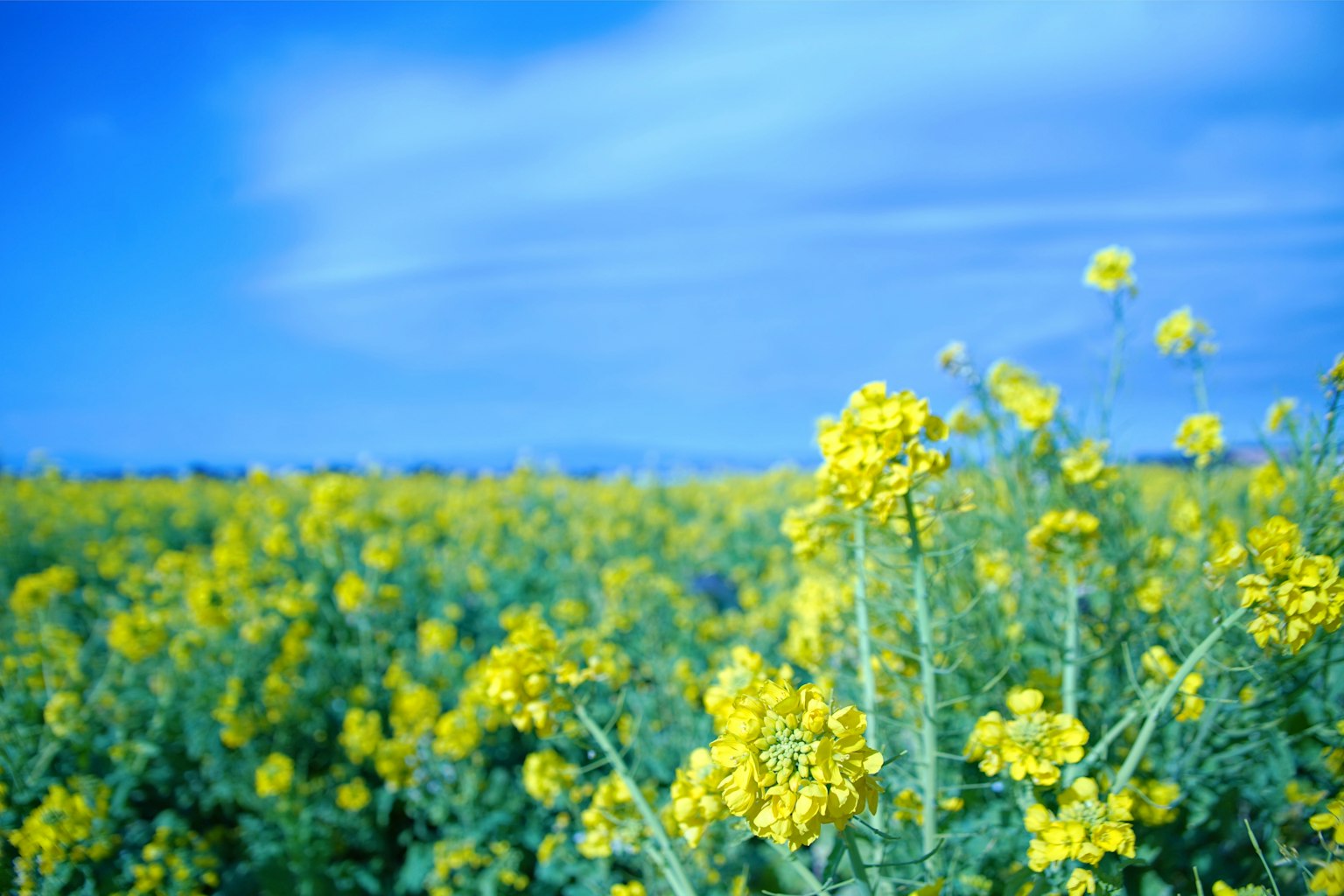 Ein Feld mit gelben Rapsblumen unter einem blauen Himmel