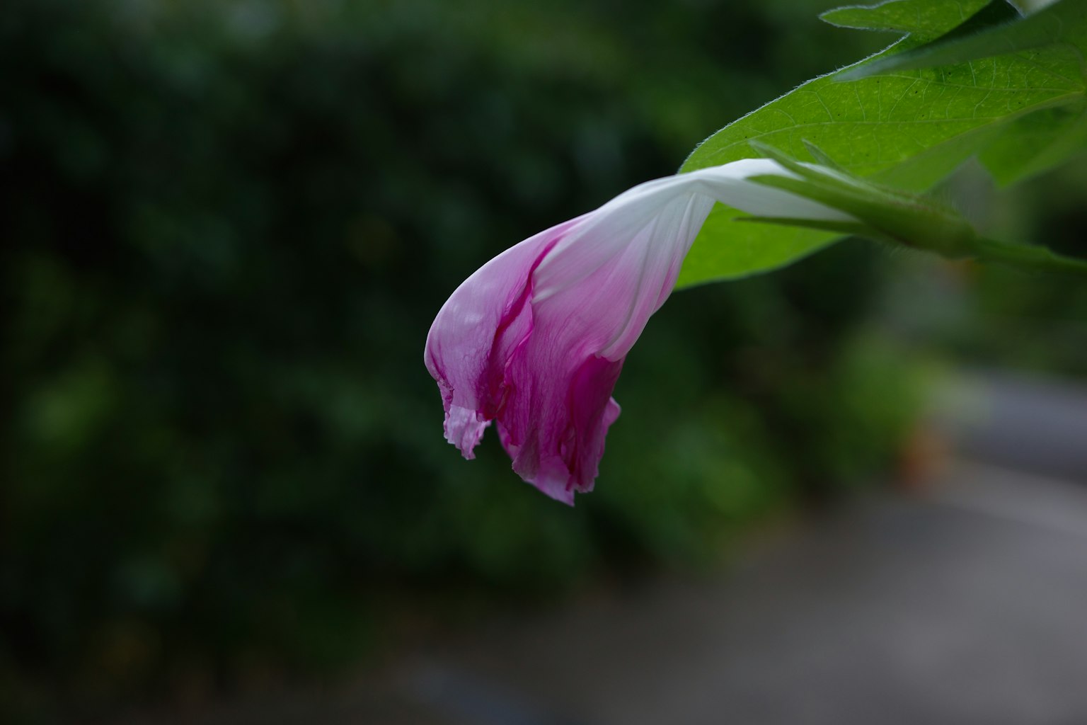 Close-up of a flower with purple petals hanging down