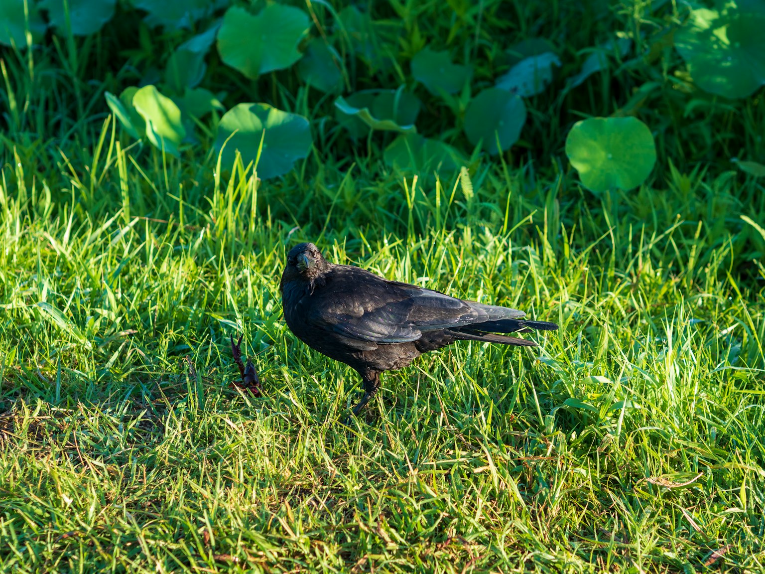 A black bird standing in green grass