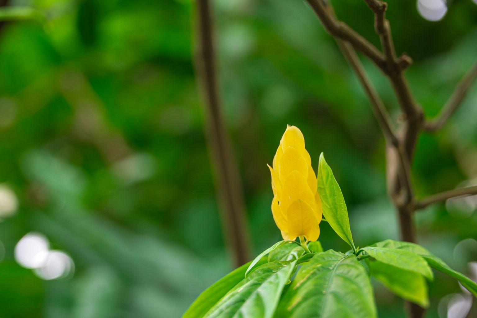 Bunga tunas kuning di antara daun hijau