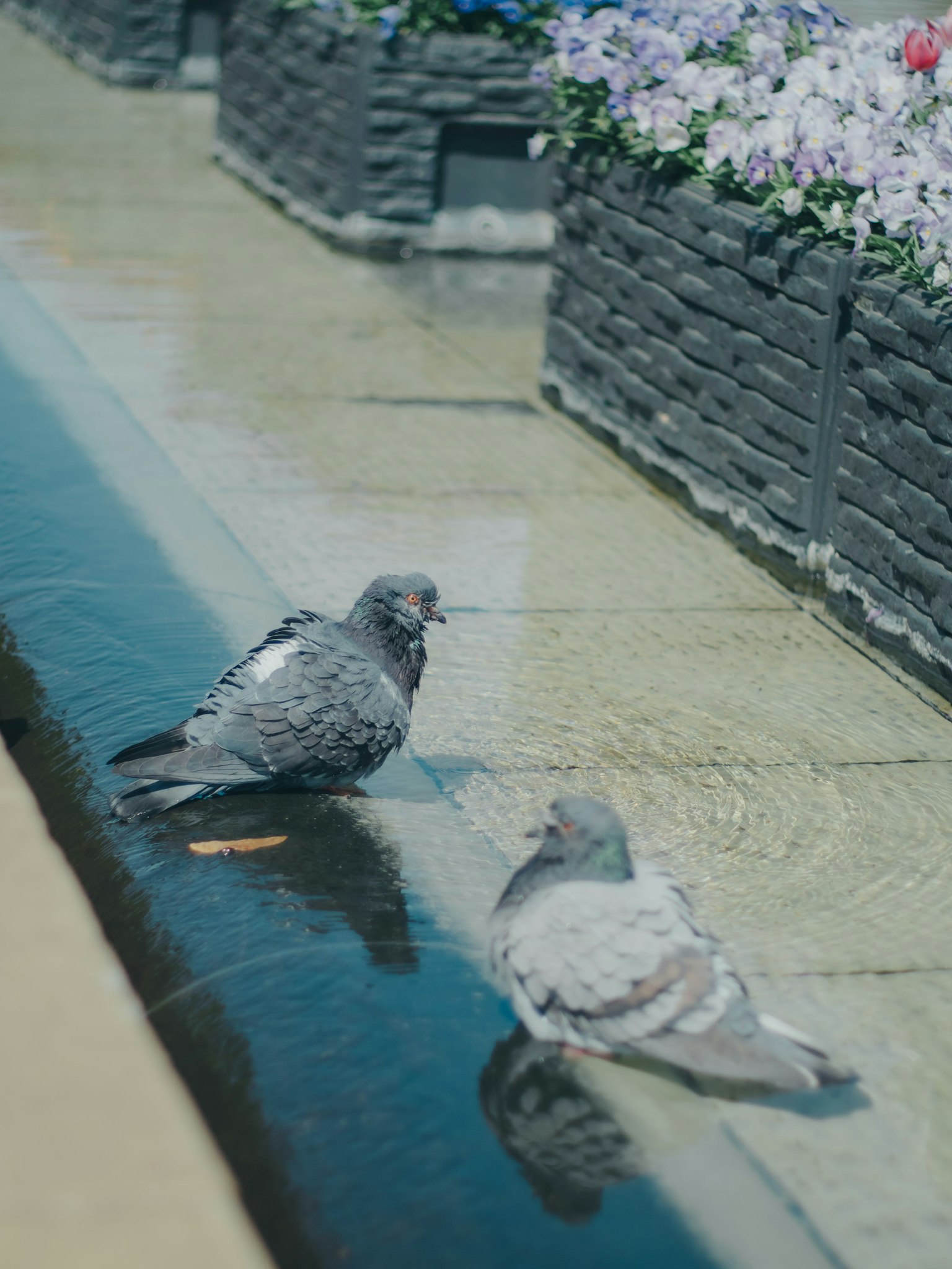 Dos palomas descansando junto al agua con macetas de flores