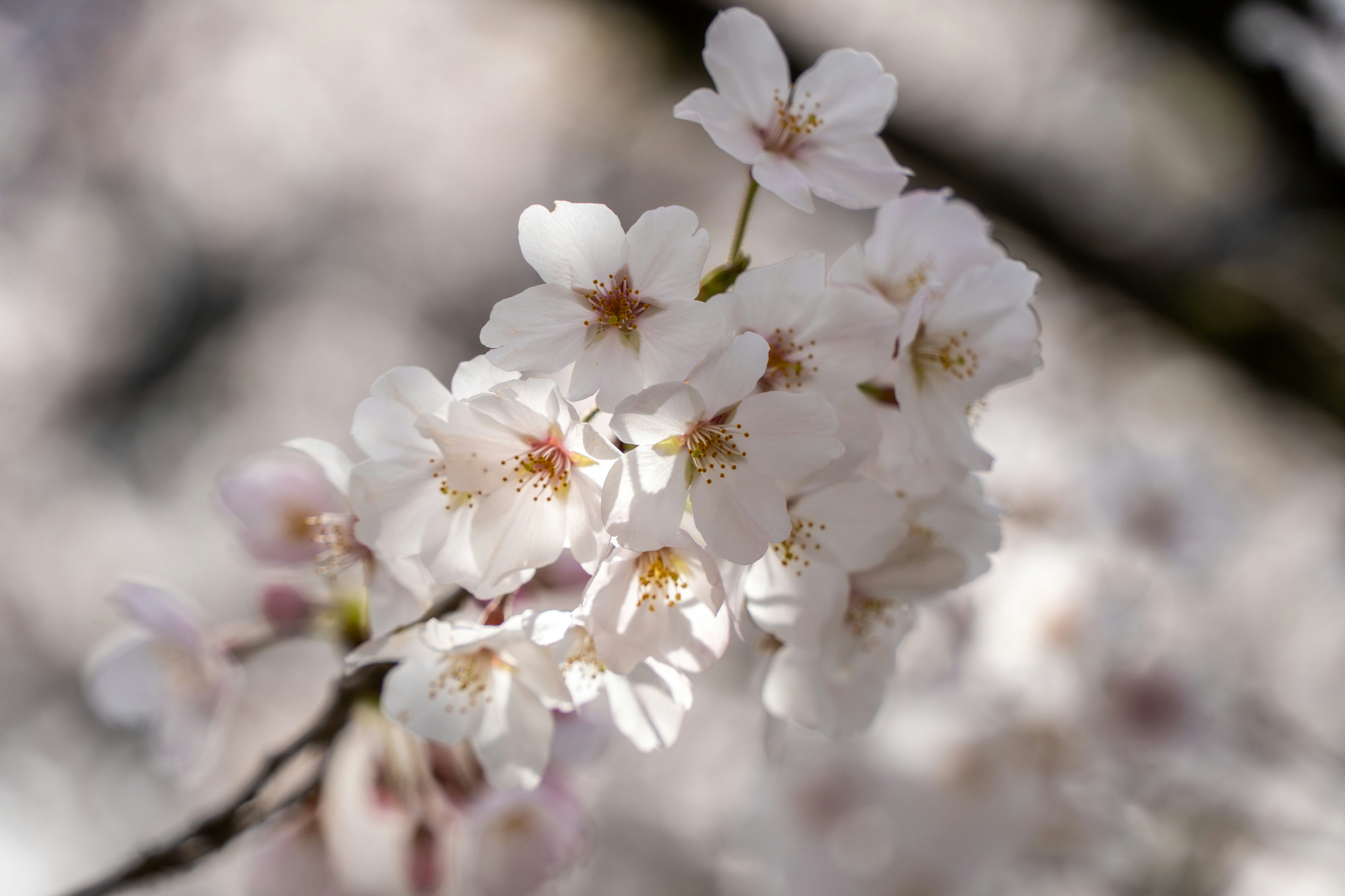 桜の花びらが咲き誇る枝のクローズアップ