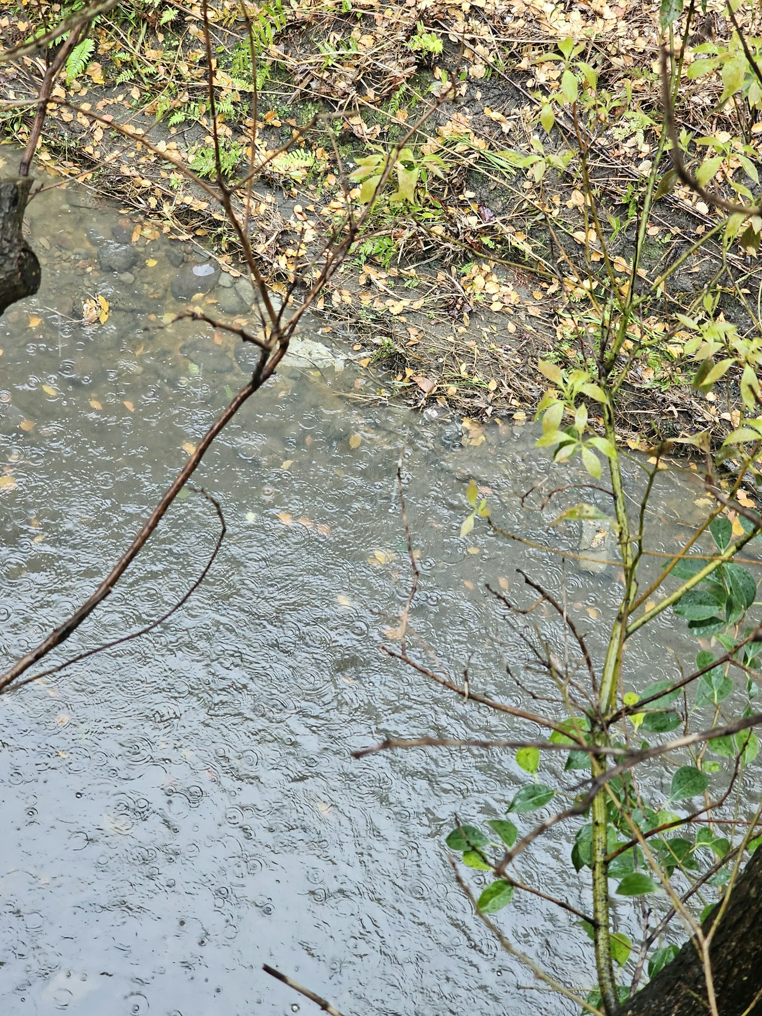 Calm river surface with floating leaves and branches
