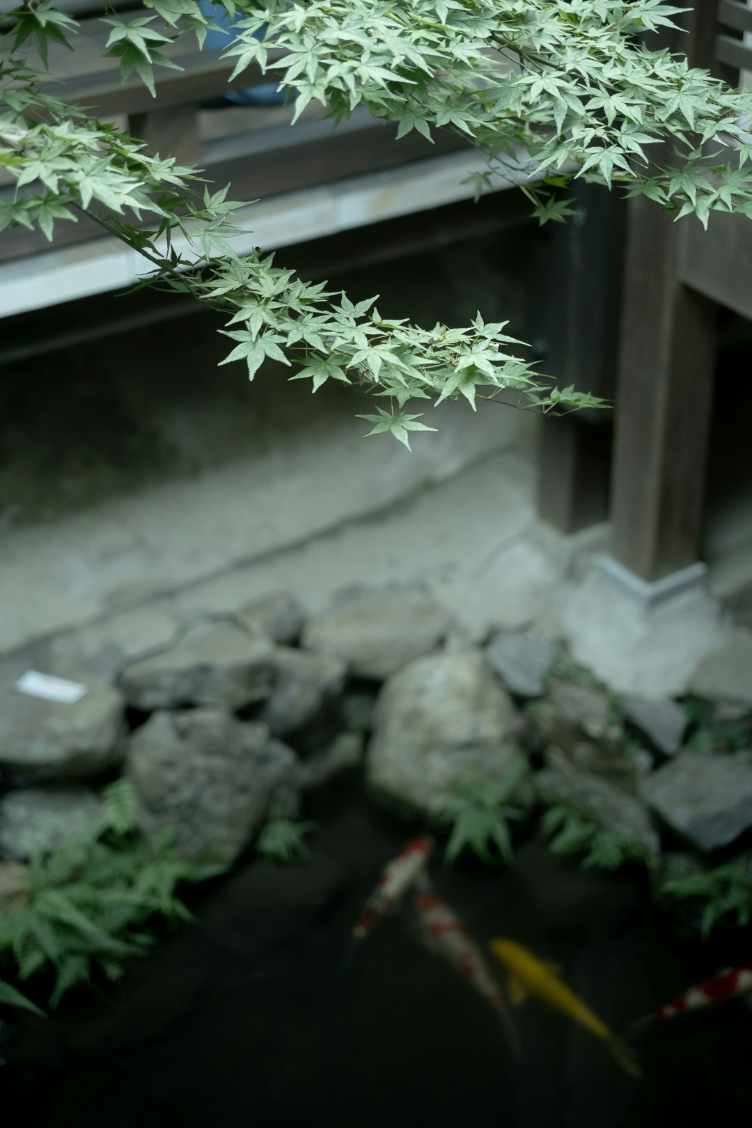 bamboo leaves over a small rock garden with moss