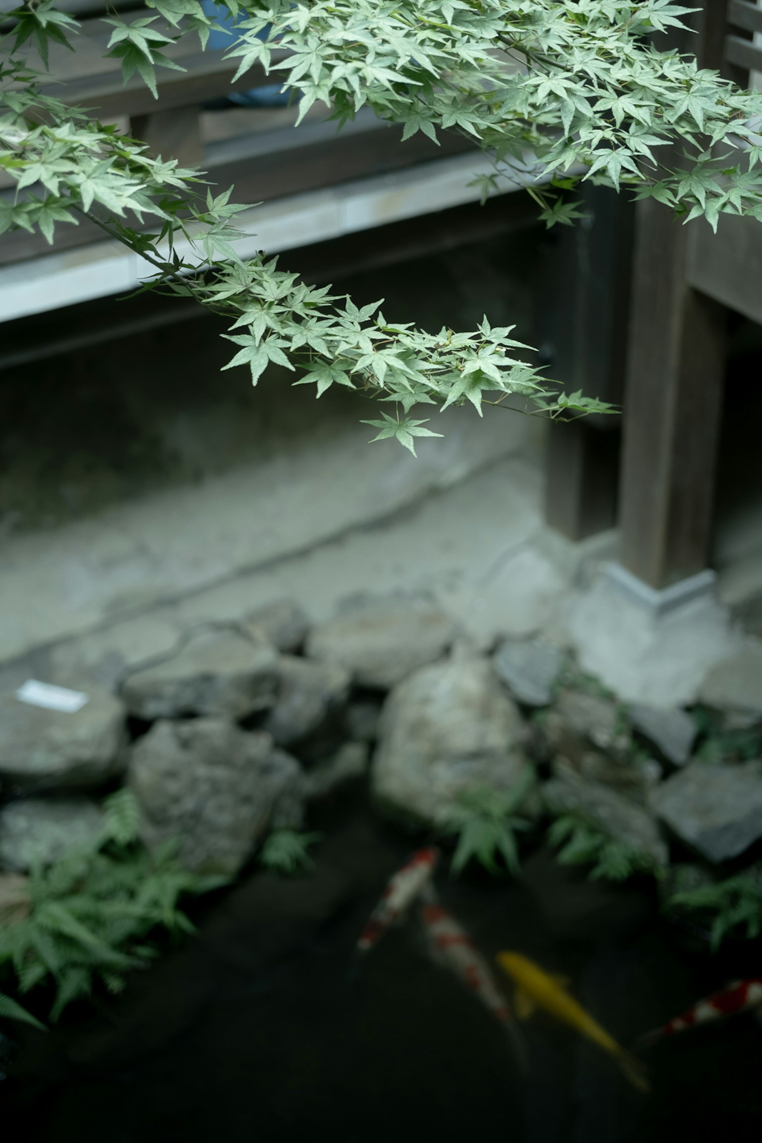 Kolam taman Jepang dengan ikan koi dan daun maple hijau