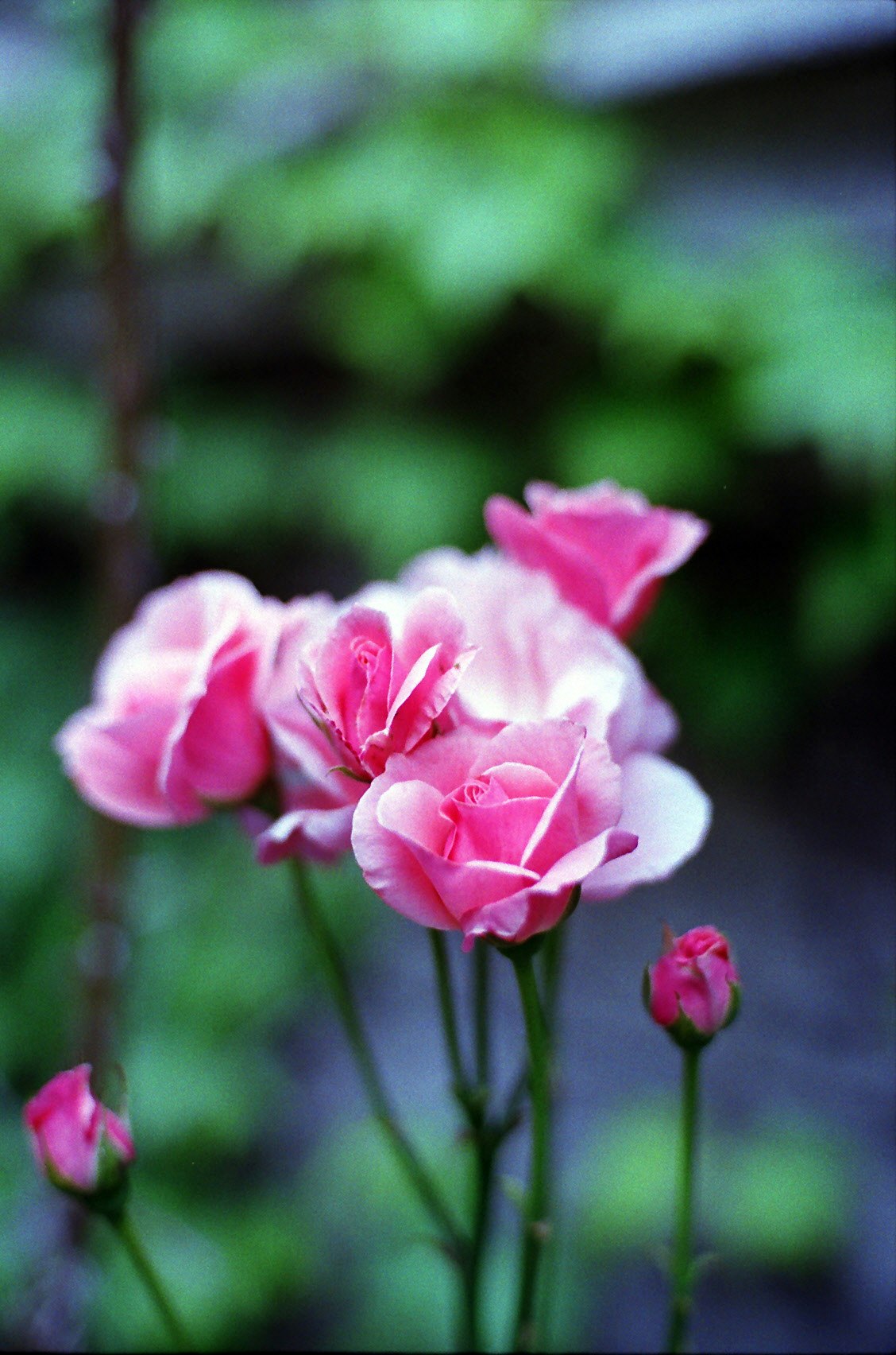 ピンクのバラの花が咲く庭のボケ背景