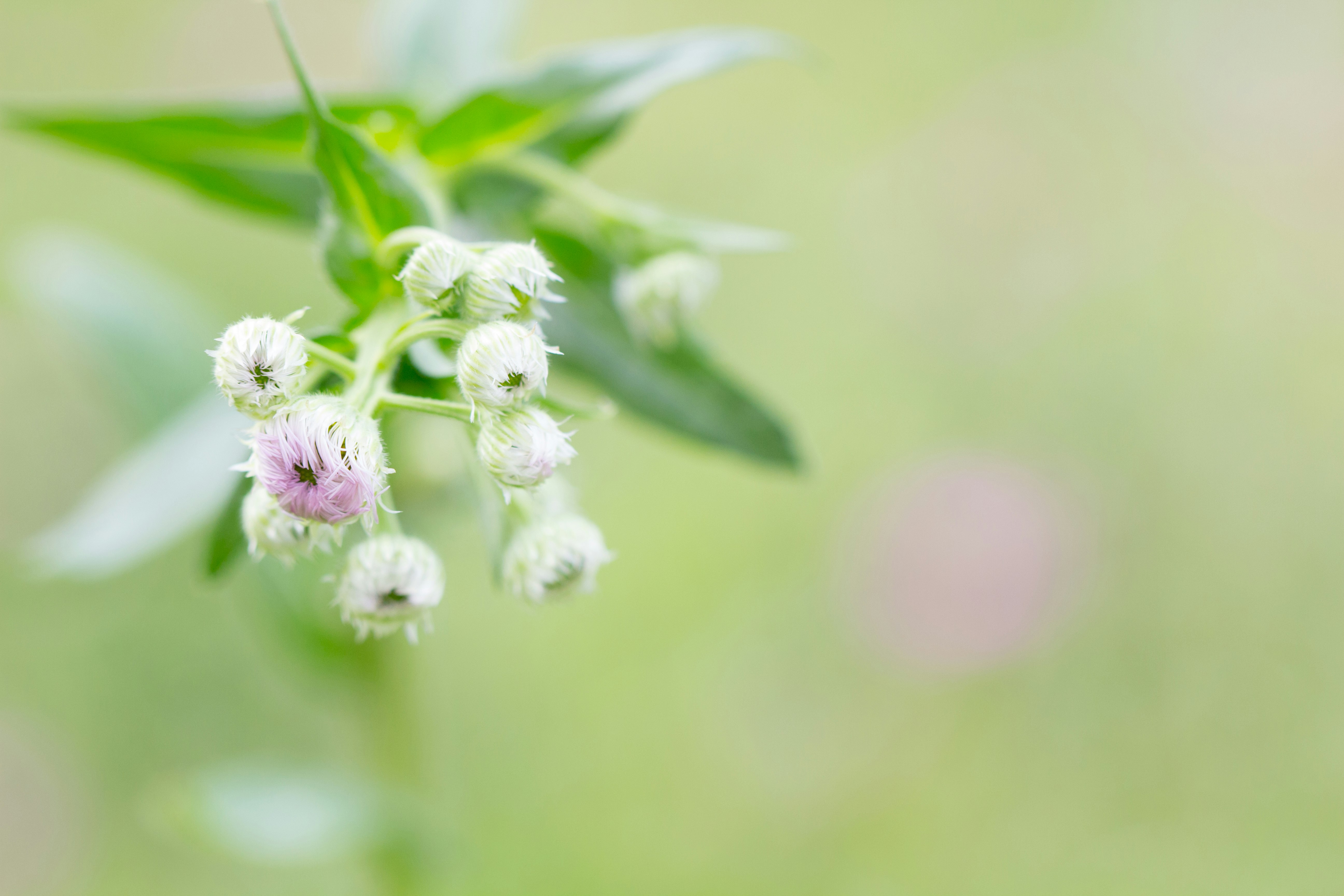 京都府立植物園の春の花と新緑のボケ画像