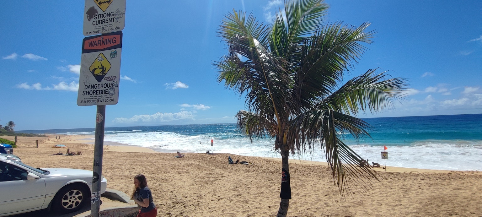 Palm tree on the beach with blue ocean waves