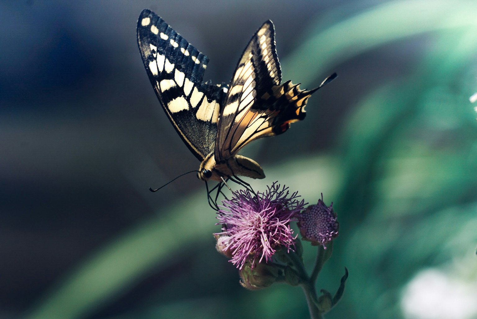 Una farfalla colorata posata su un fiore viola in un contesto bellissimo